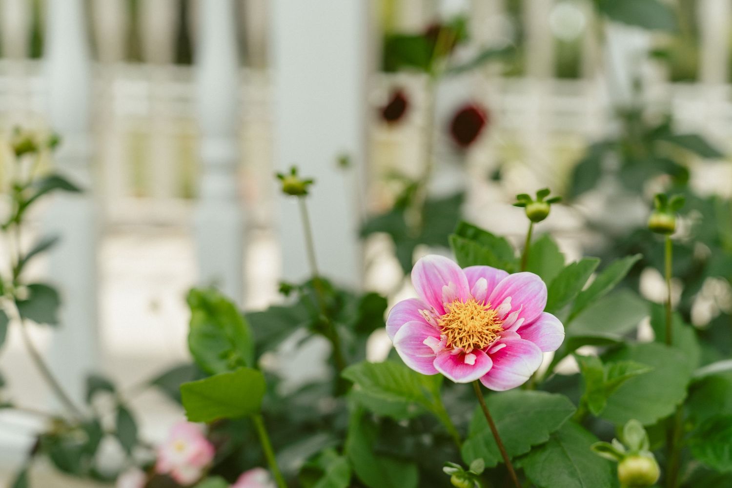 Pink zinnia flowers bloom in a sunny garden with green foliage and white picket fence in the background. Located in Bellbrook, Ohio.