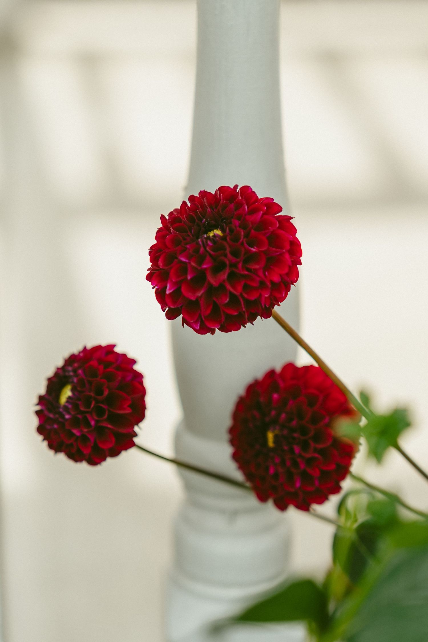Three deep red dahlia flowers with round pom-pom blooms against a white vase in soft natural lighting. Located in Bellbrook, Ohio.