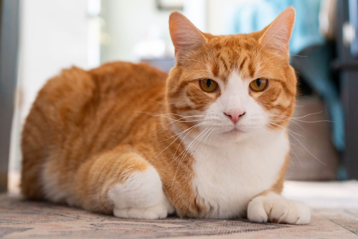 Pet Photography