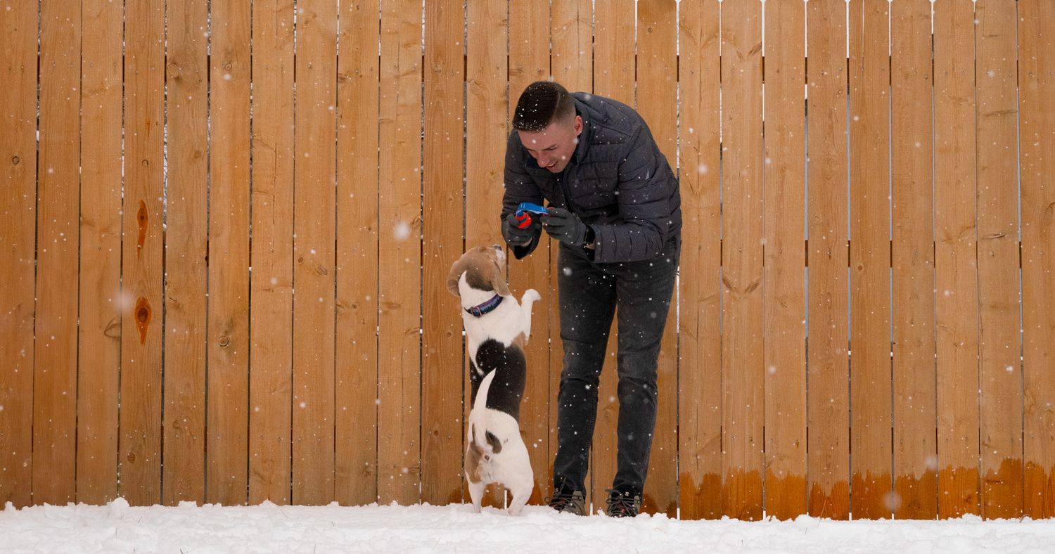 Beagle Photography