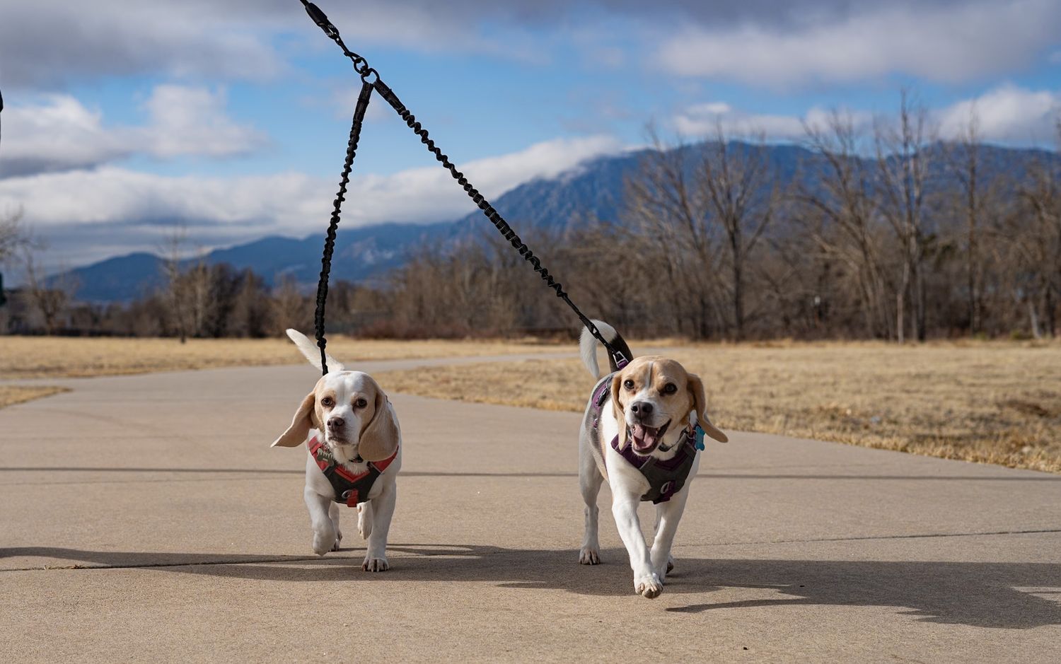 Pet Photography