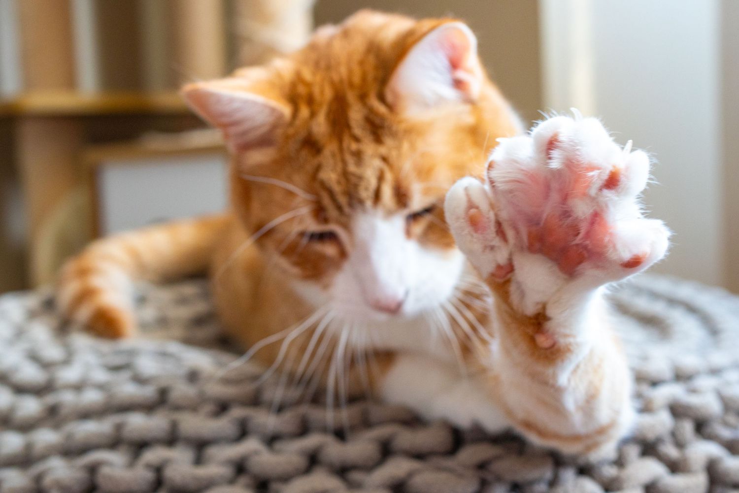 Pet Photography