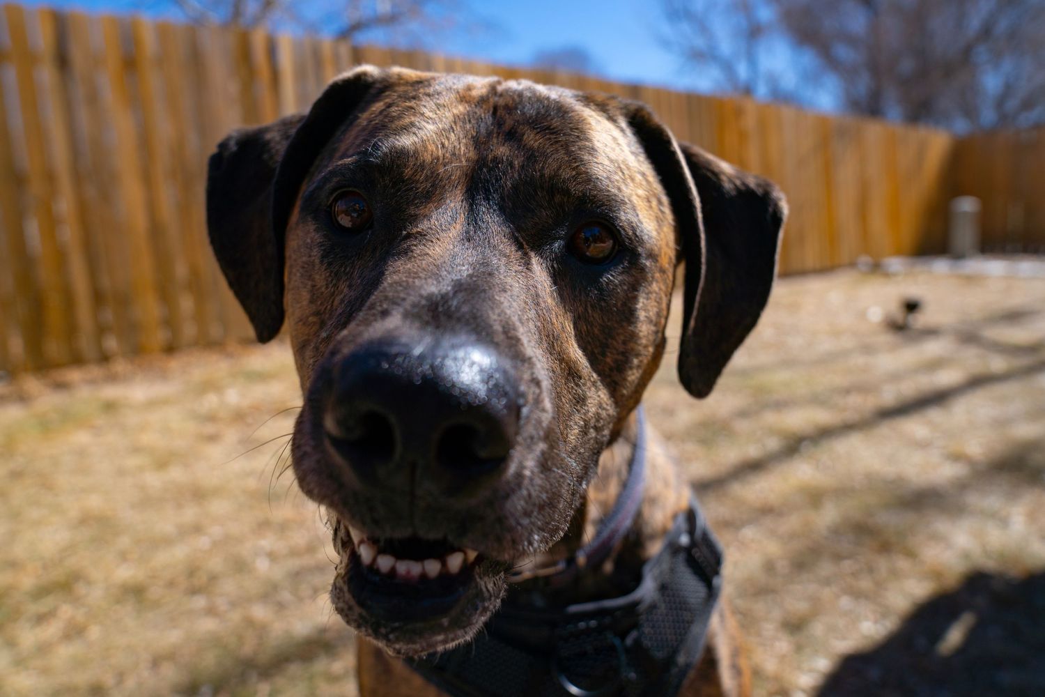 Pet Photography