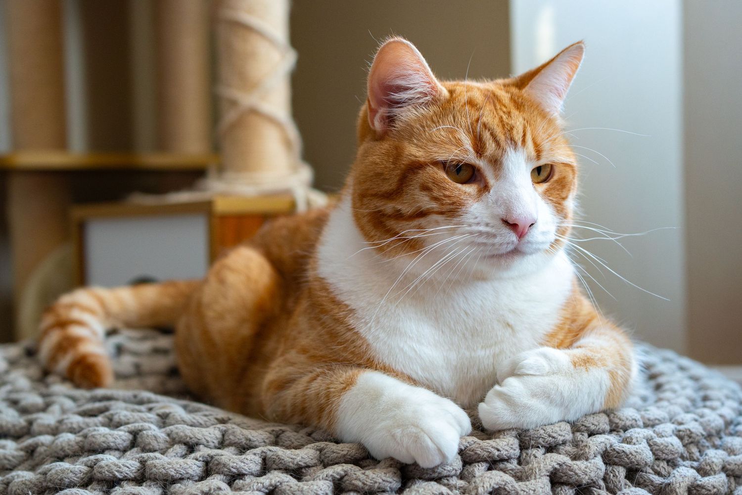 Pet Photography