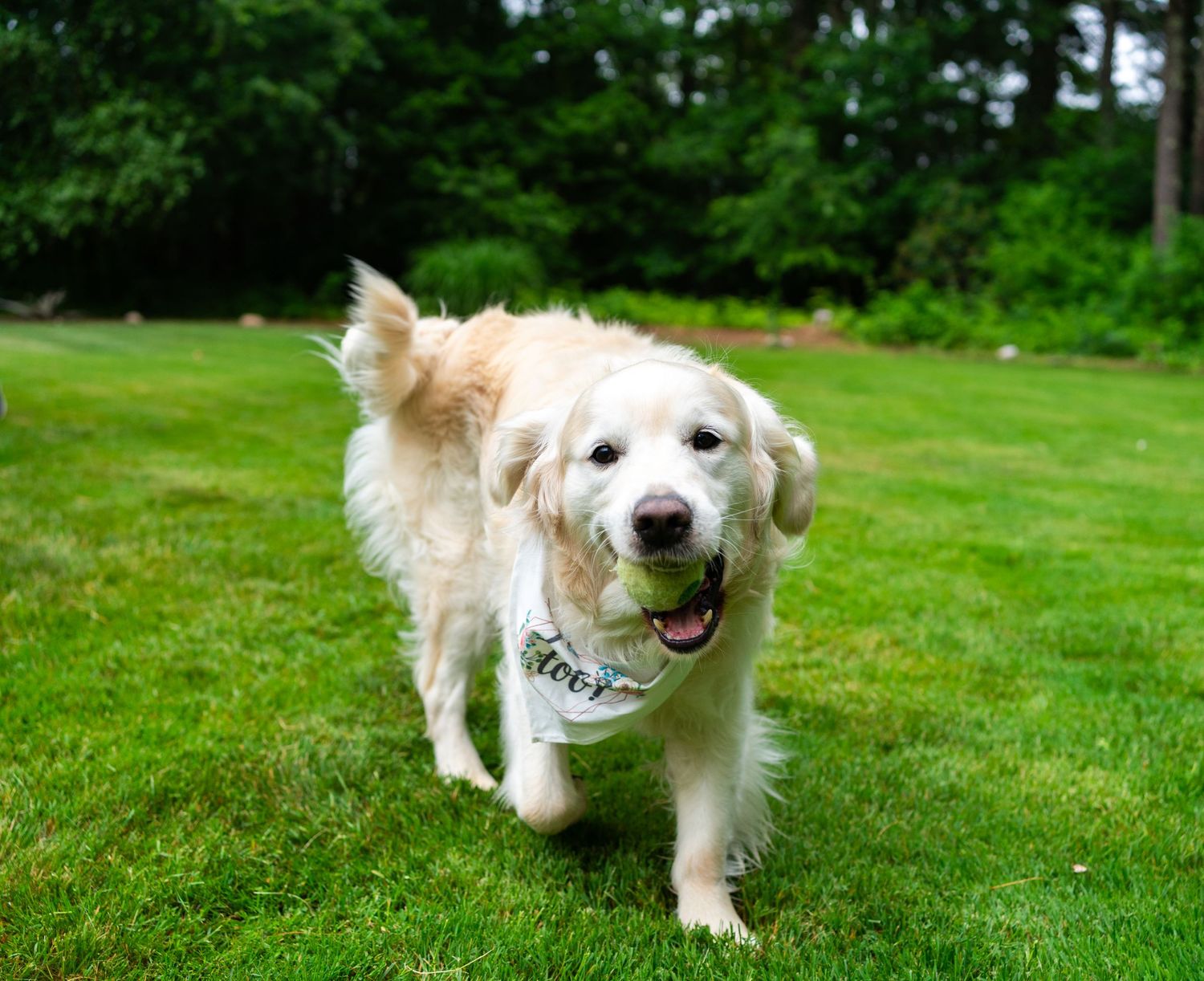 Pet Photography