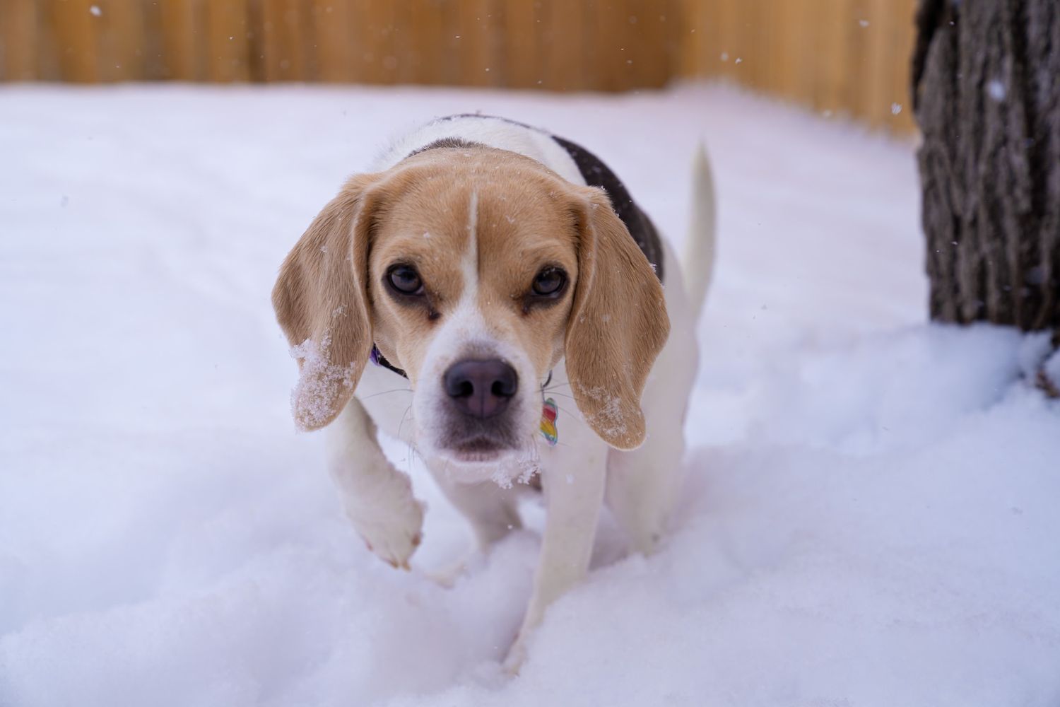Beagle Photography