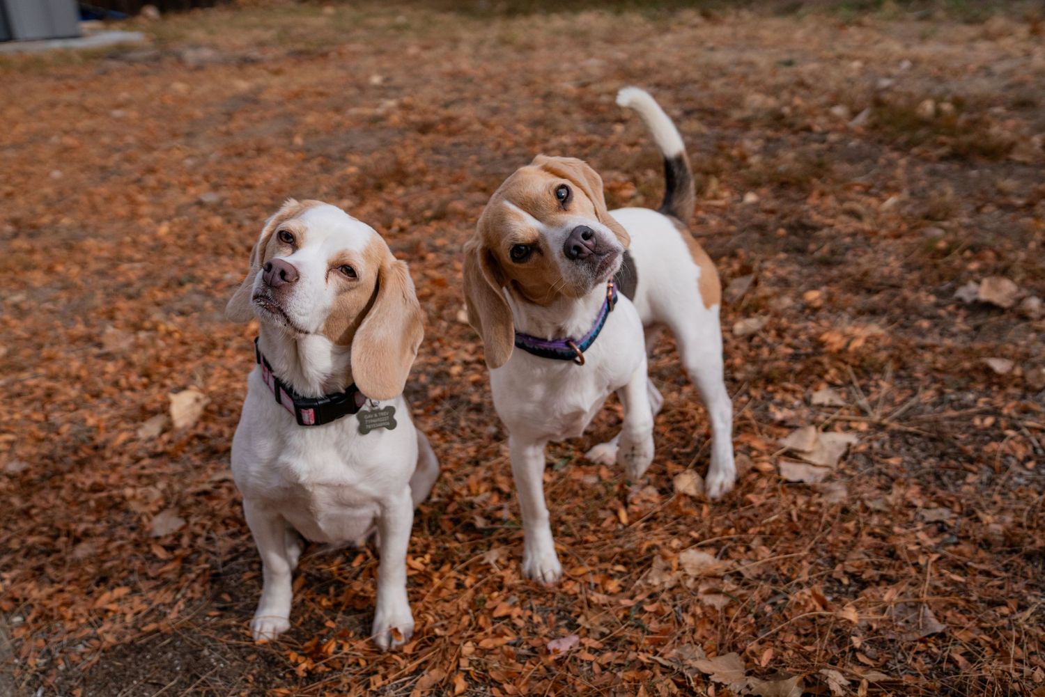 Pet Photography