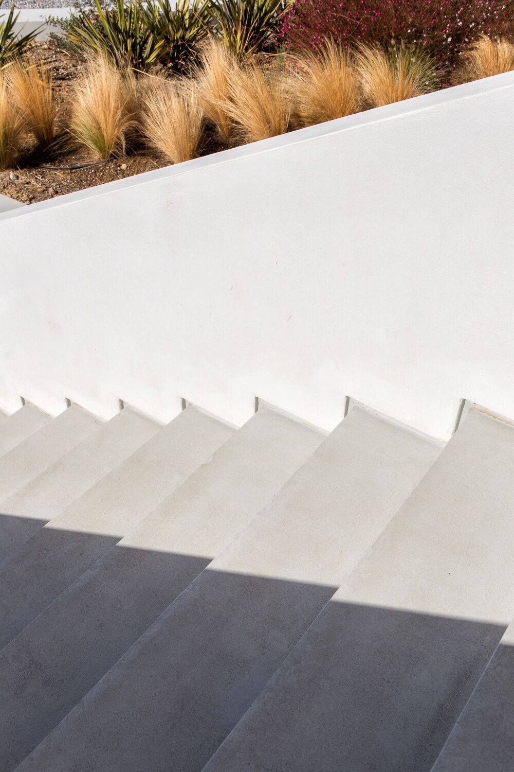 Ornamental grasses sway above white concrete steps creating a modern architectural landscape design.