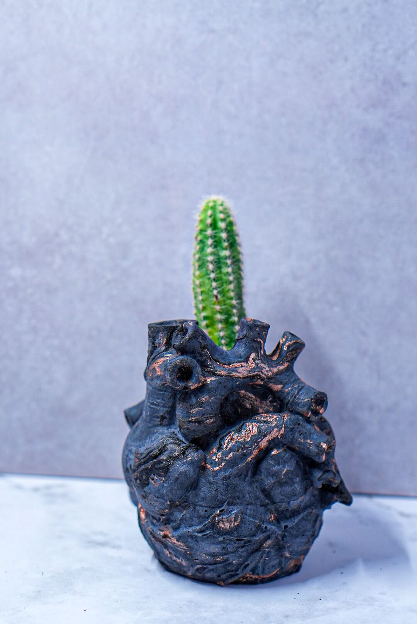 Small green cactus growing in dark anatomical heart-shaped planter on white marble surface.