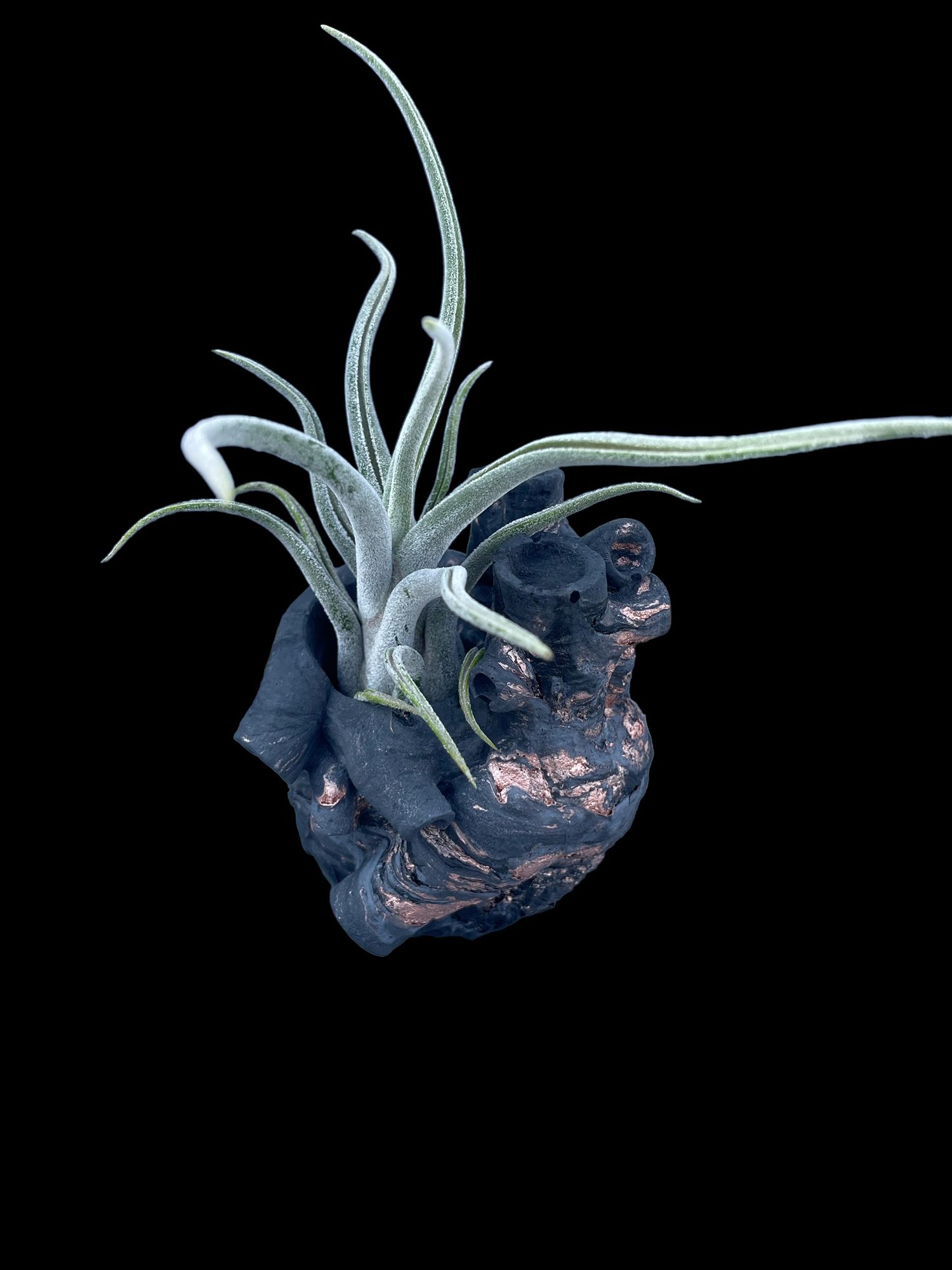 Silver tillandsia air plant mounted on dark sculptural ceramic holder against black background.