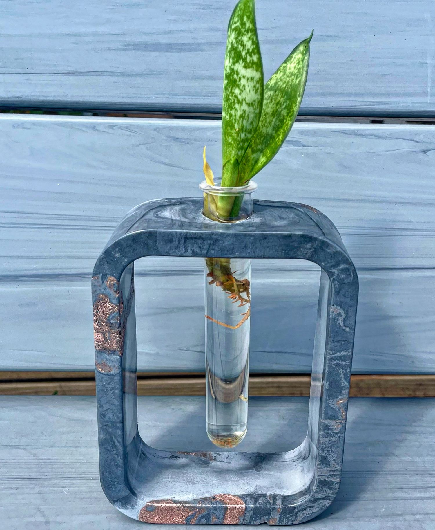 Snake plant cutting propagating in glass test tube held by blue resin square stand on wooden surface.