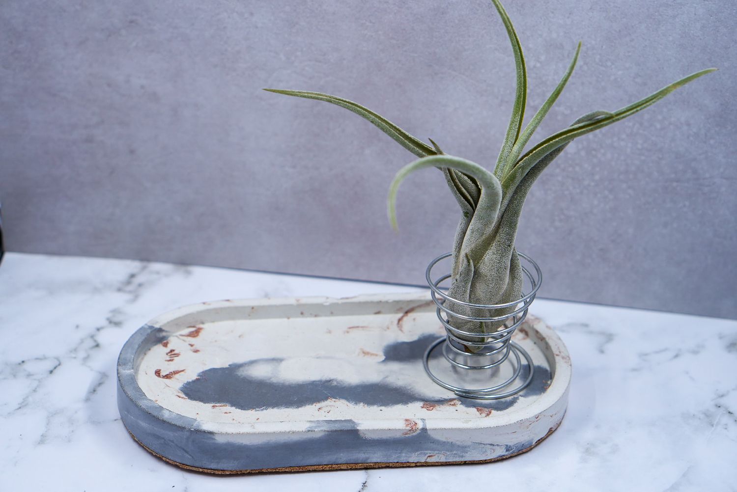 Tillandsia air plant displayed in small glass vase on handmade ceramic tray on marble surface.