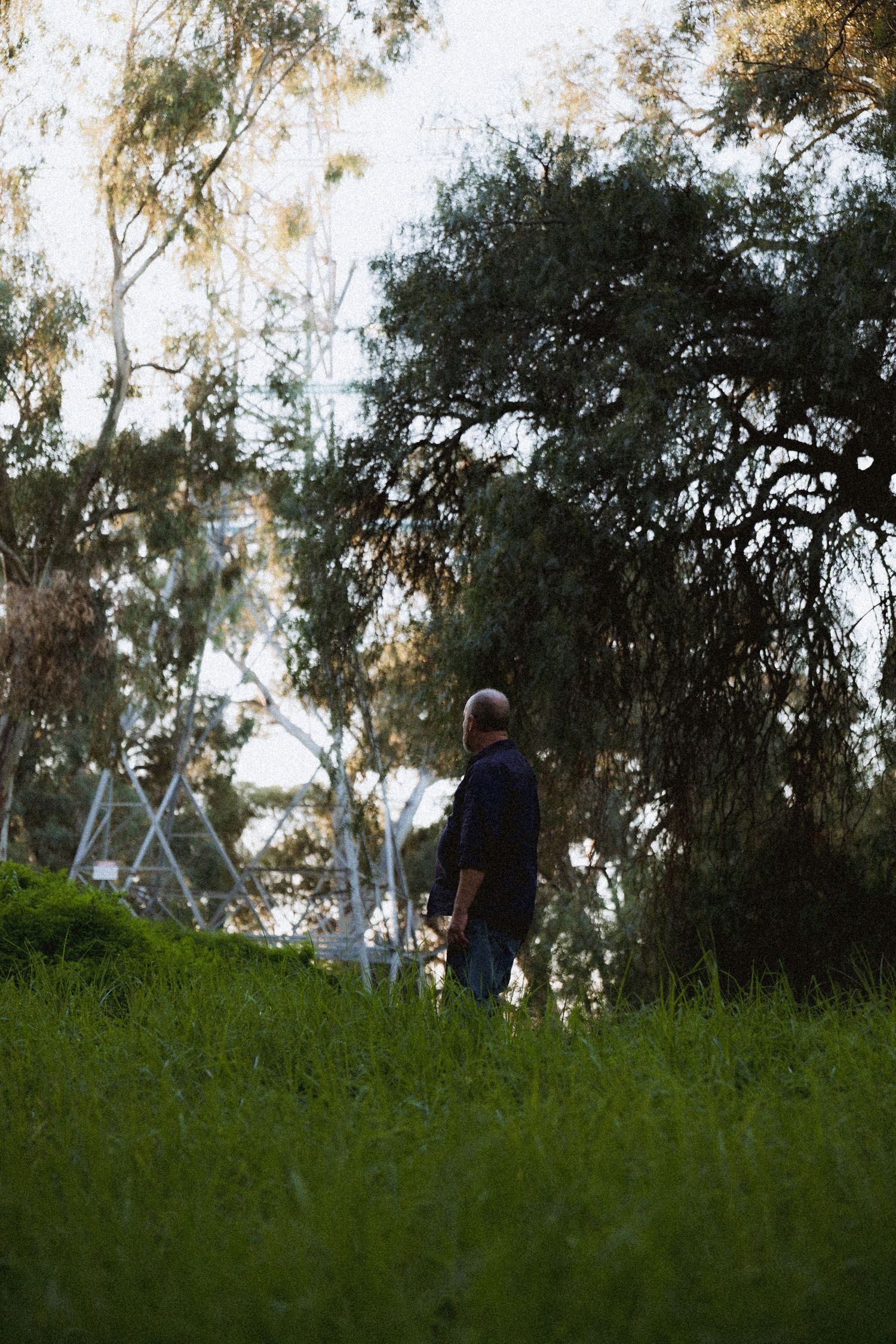 Man standing alone in a park looking up at tall eucalyptus trees in soft light.
