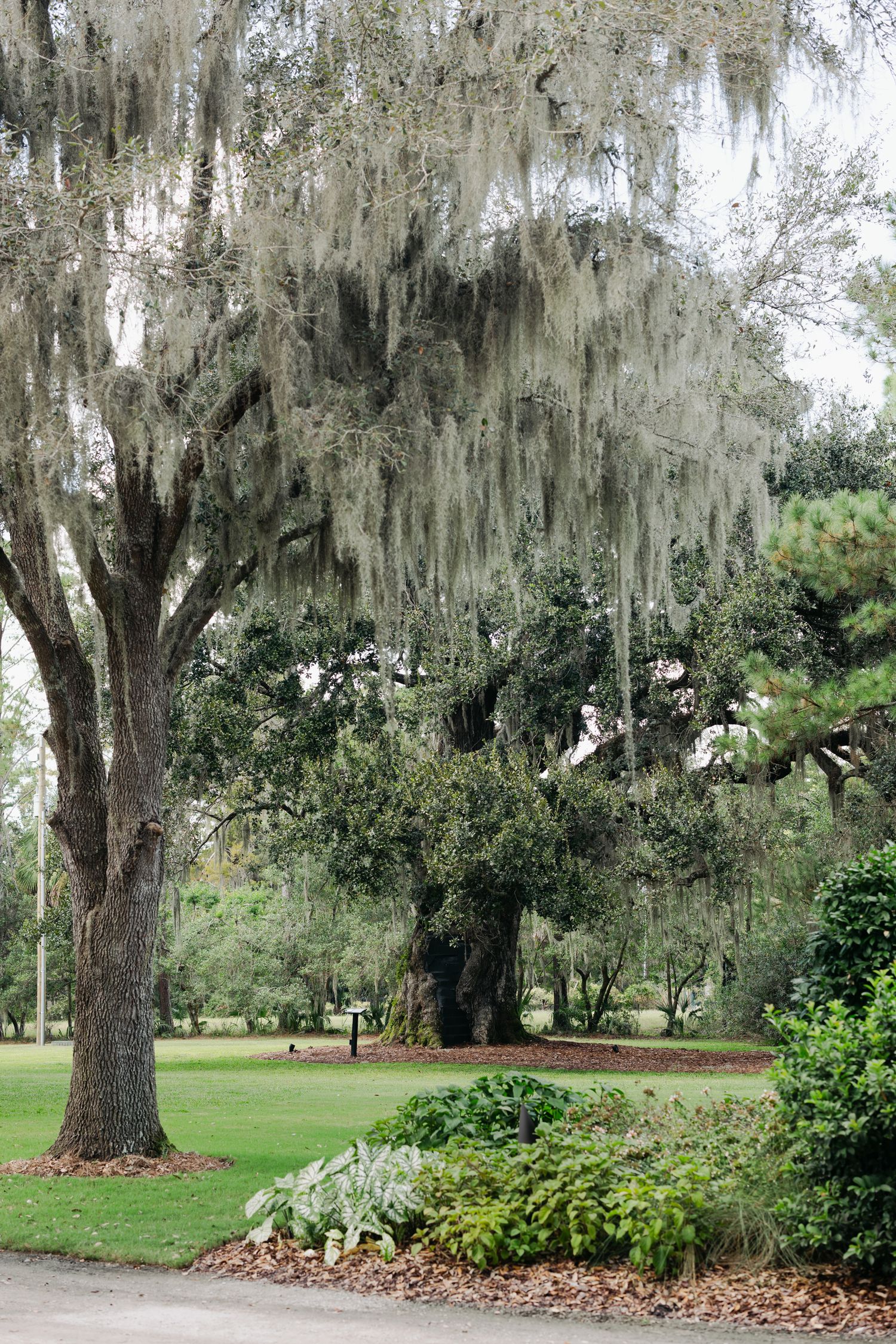 Majestic oak tree draped in Spanish moss in a lush Southern landscape garden setting.