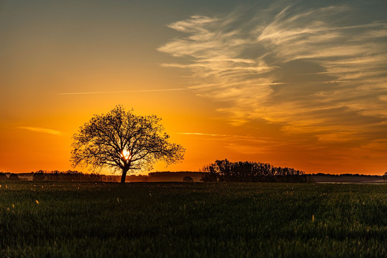 arbre coucher de soleil