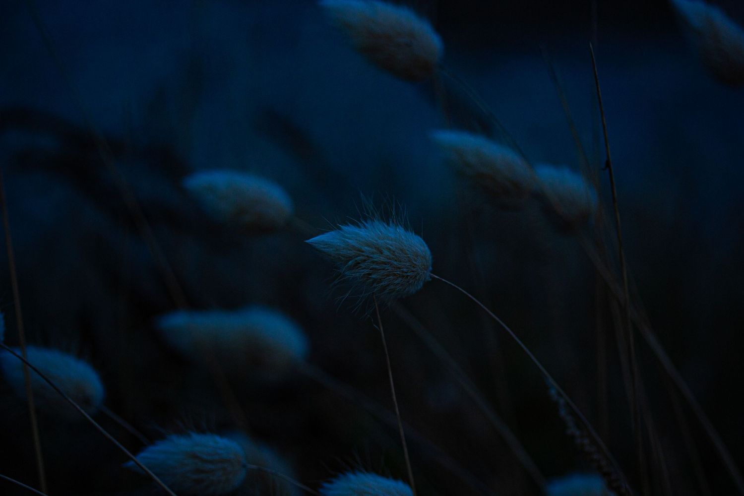 ponpons nuit