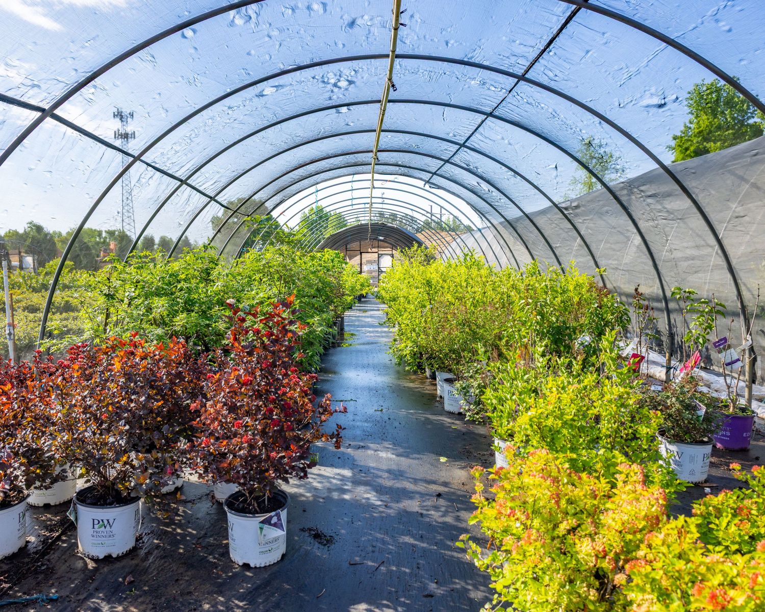 A greenhouse tunnel filled with rows of colorful potted plants and shrubs with water droplets on the roof.