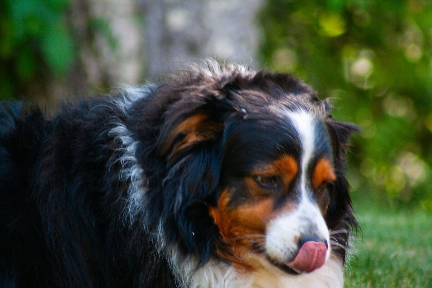 Bernese Mountain Dog with tricolor coat licking its nose outdoors in a green garden setting.