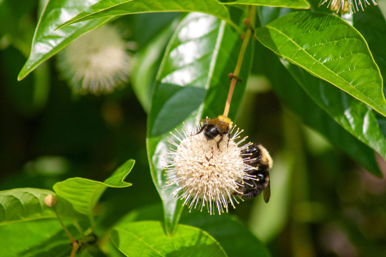 A bumblebee pollinating a white buttonbush flower surrounded by vibrant green leaves in natural sunlight.