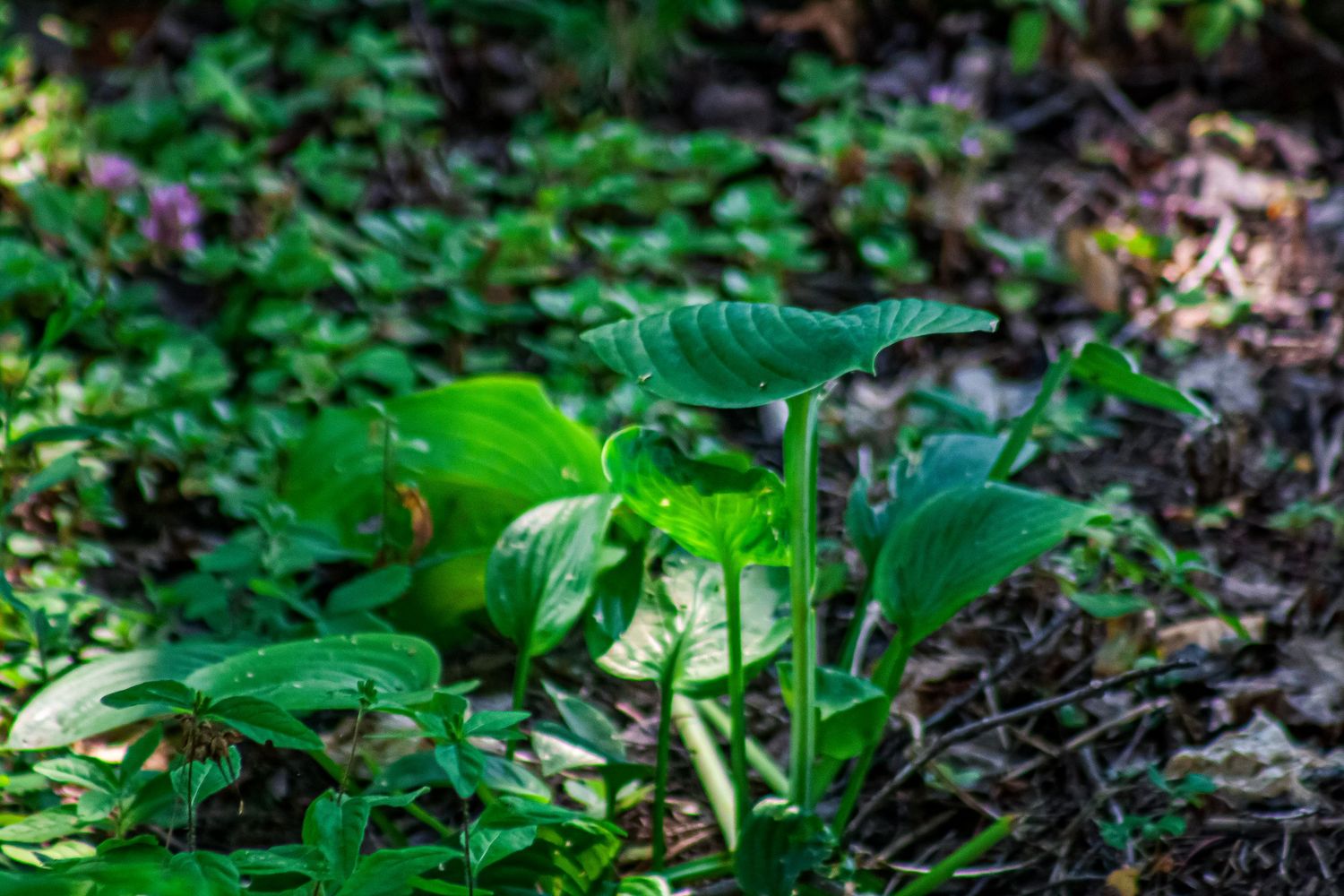 Lush green forest plants with large leaves growing in dappled sunlight on a woodland floor.