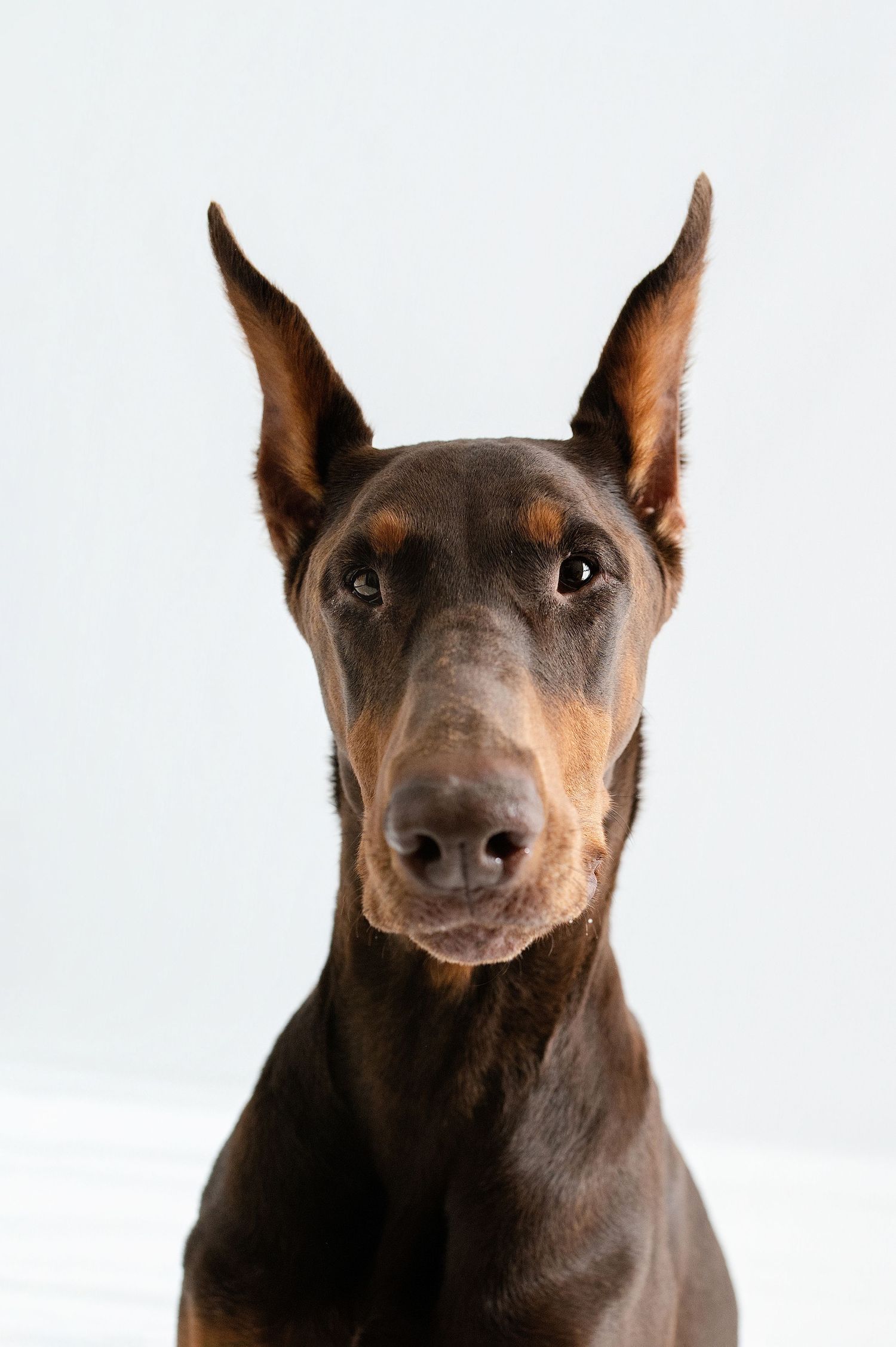 Alert Doberman Pinscher with pointed ears looking directly at camera against light gray background.