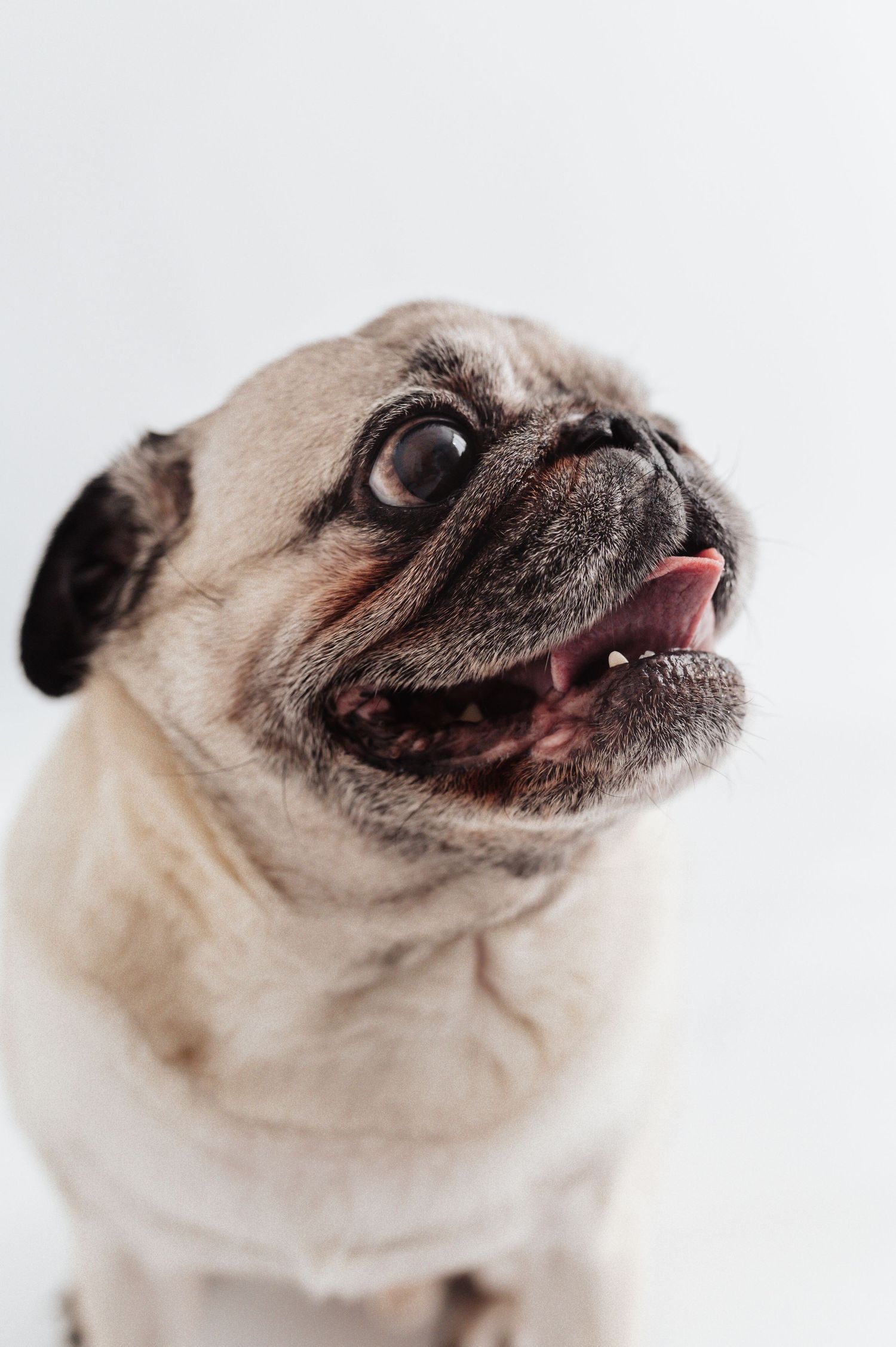 An adorable fawn Pug dog looks upward with mouth open and tongue out against white background.