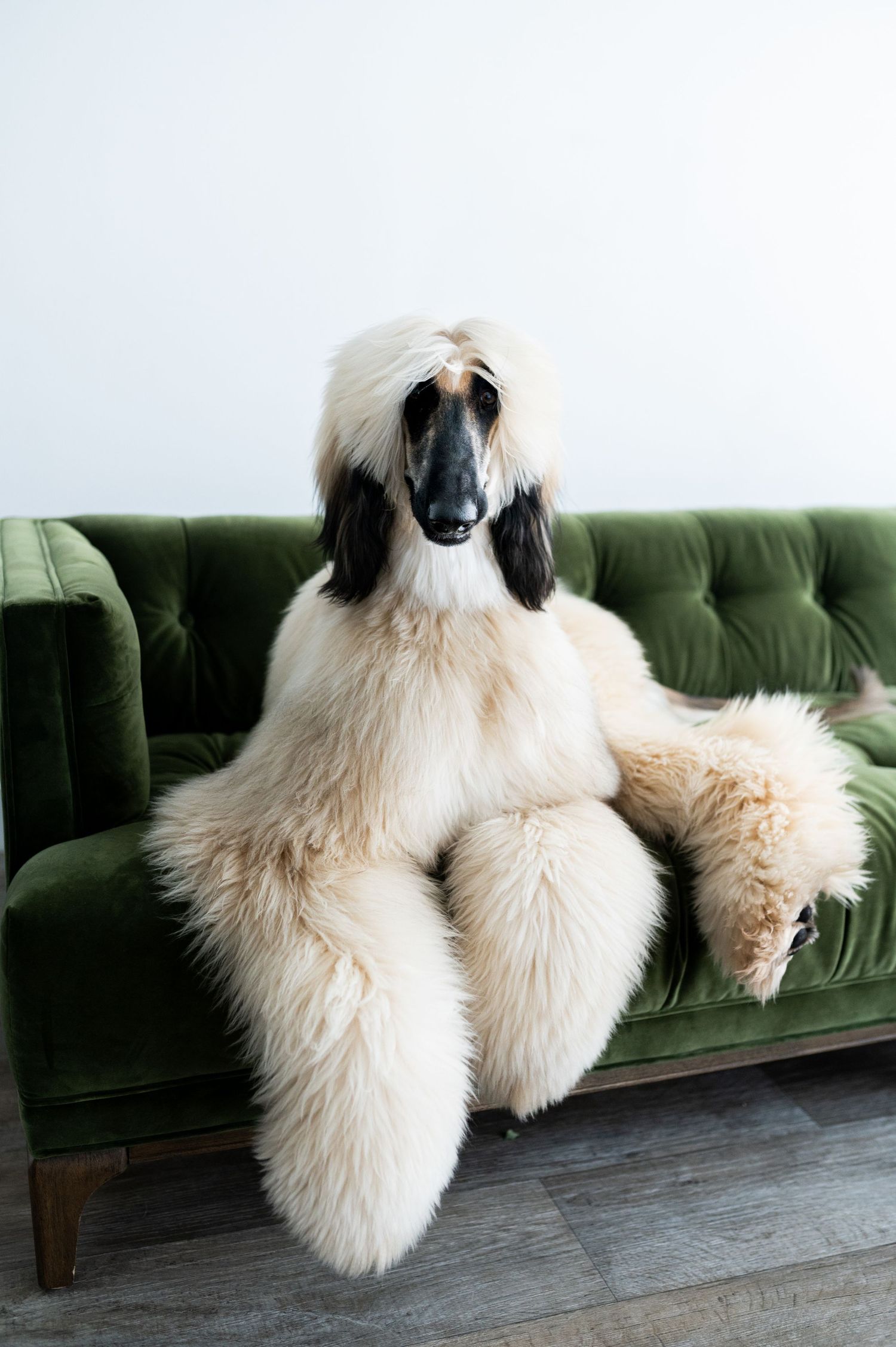 An elegant Afghan Hound with cream fur reclines regally on a green tufted velvet sofa indoors.