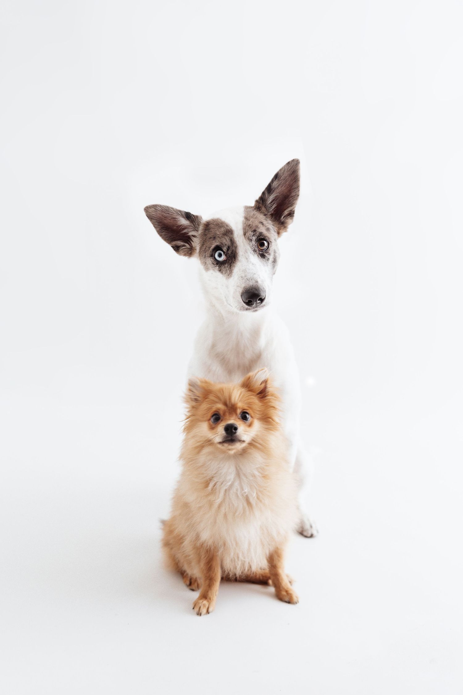 Two adorable dogs, a tall white and gray mixed breed and a fluffy tan Pomeranian, pose together on white background.