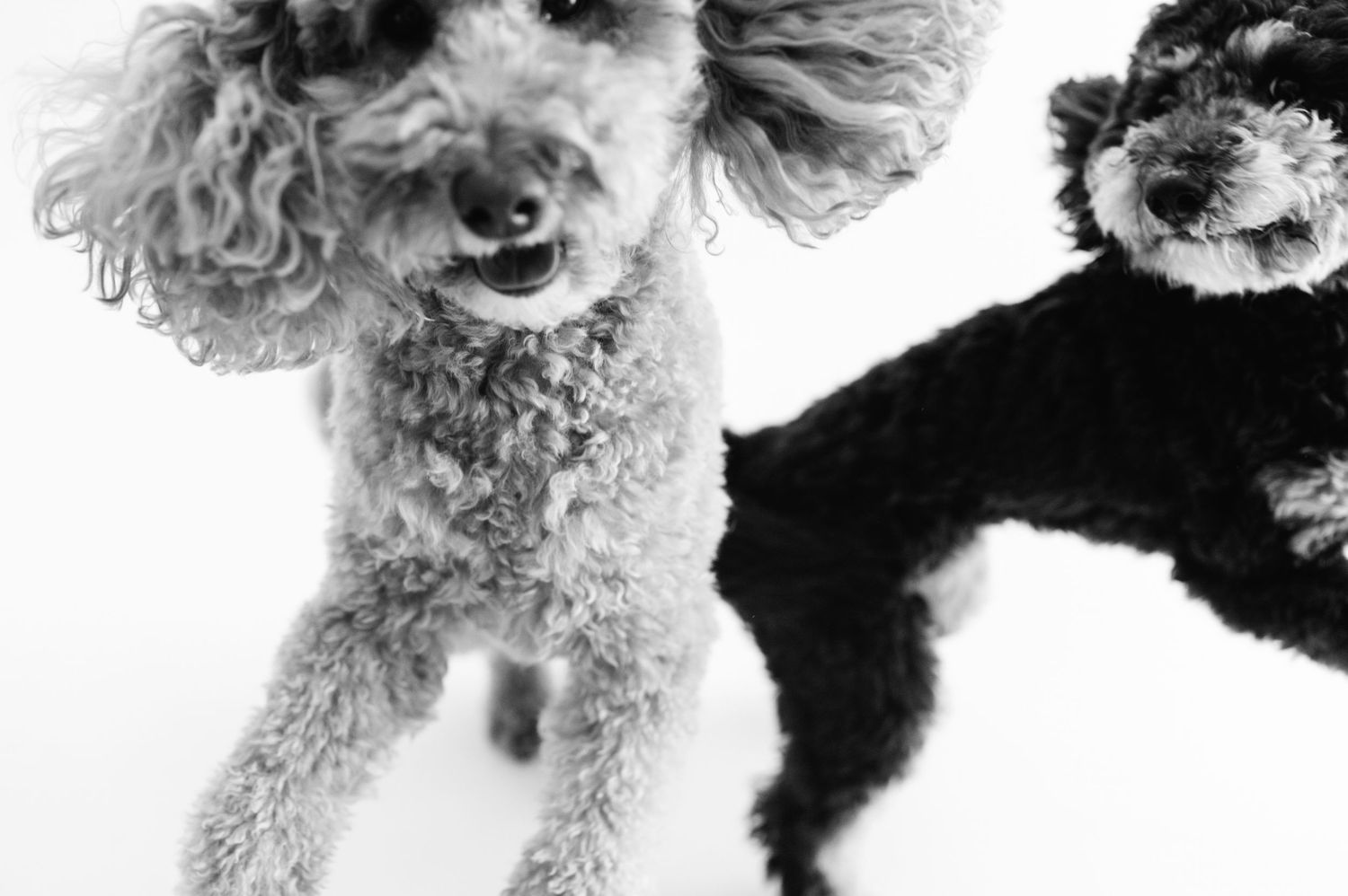 Black and white photo of two playful poodles jumping and looking up at the camera.