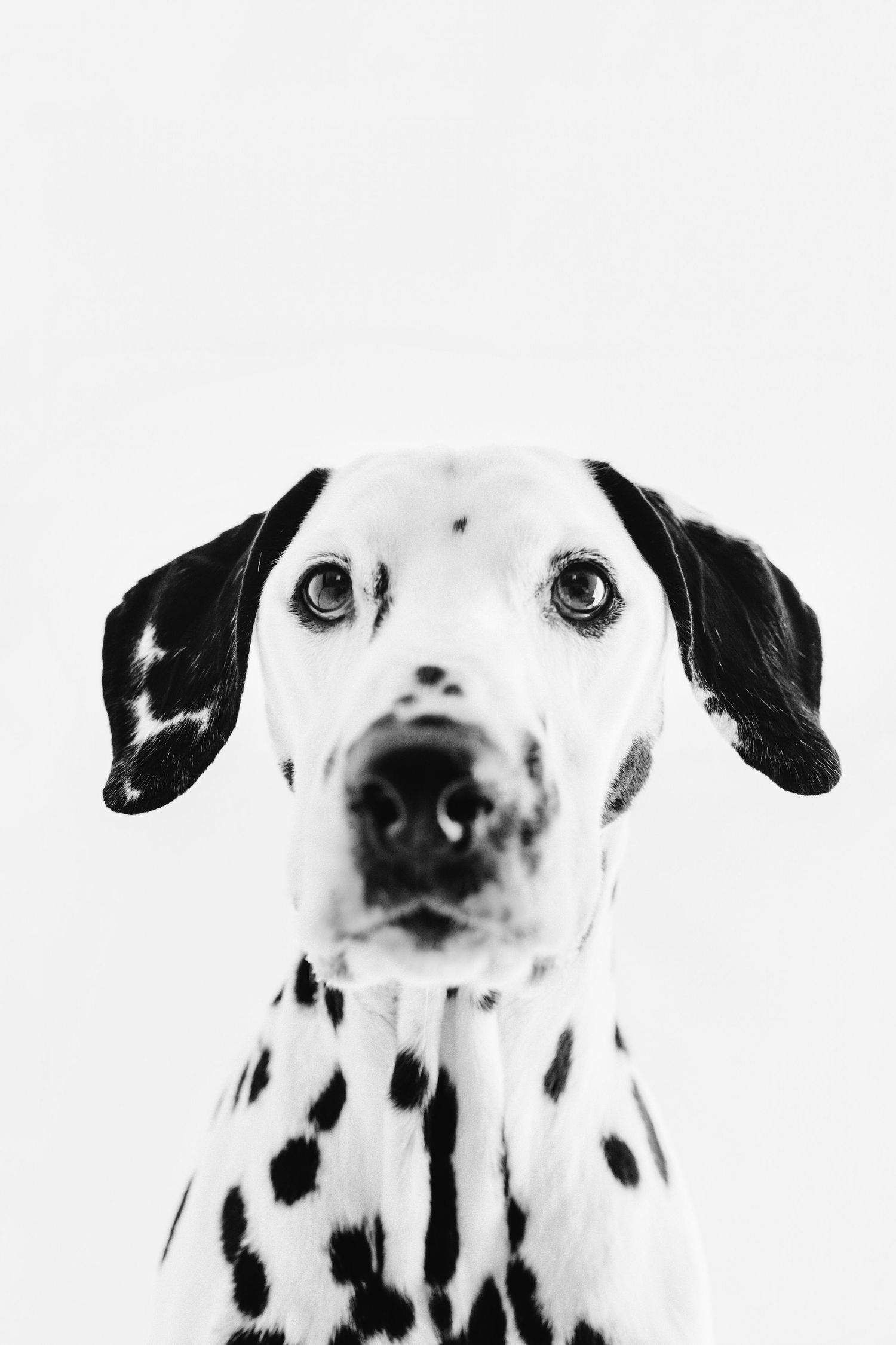 Black and white portrait of a Dalmatian dog with spots looking at camera.