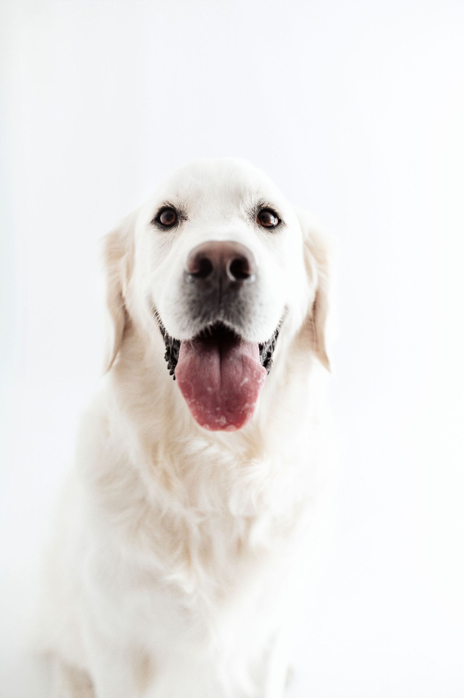 A happy white Golden Retriever sits with tongue out against a bright white studio background.