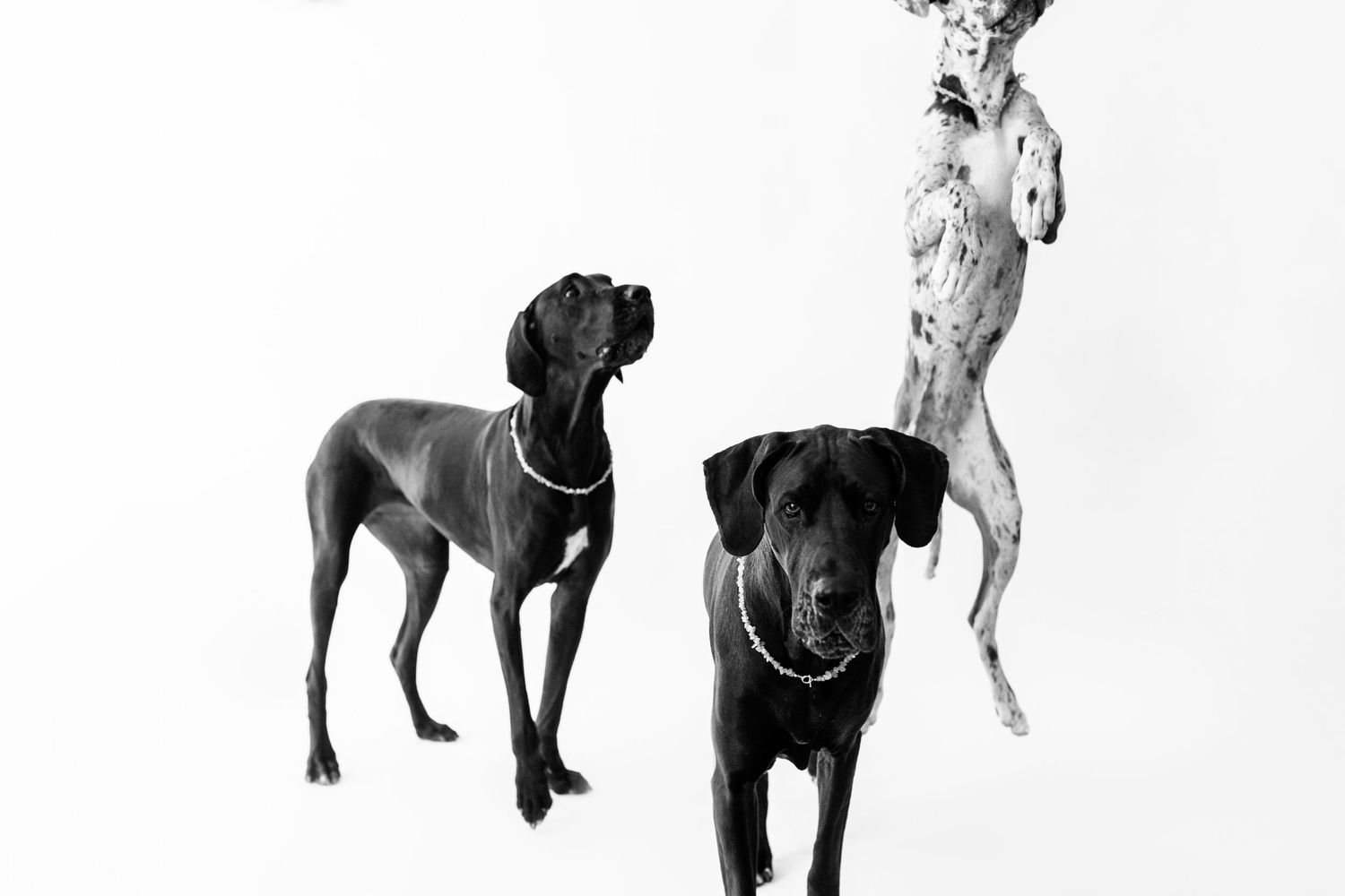 Three large dogs in black and white photo, one leaping mid-air while two stand on ground.