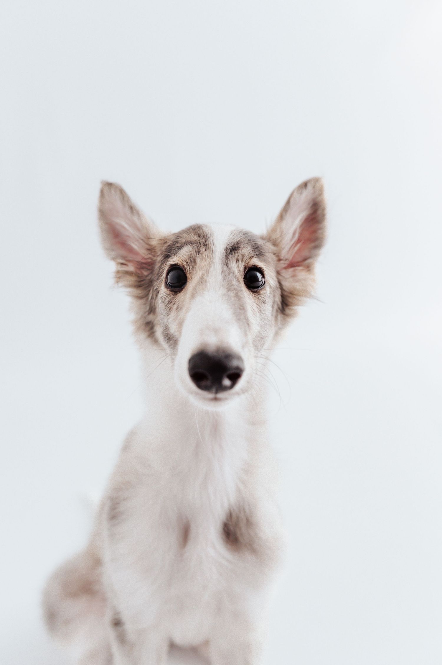 A Borzoi puppy with large ears and wide eyes sits against a white background in a portrait photo.