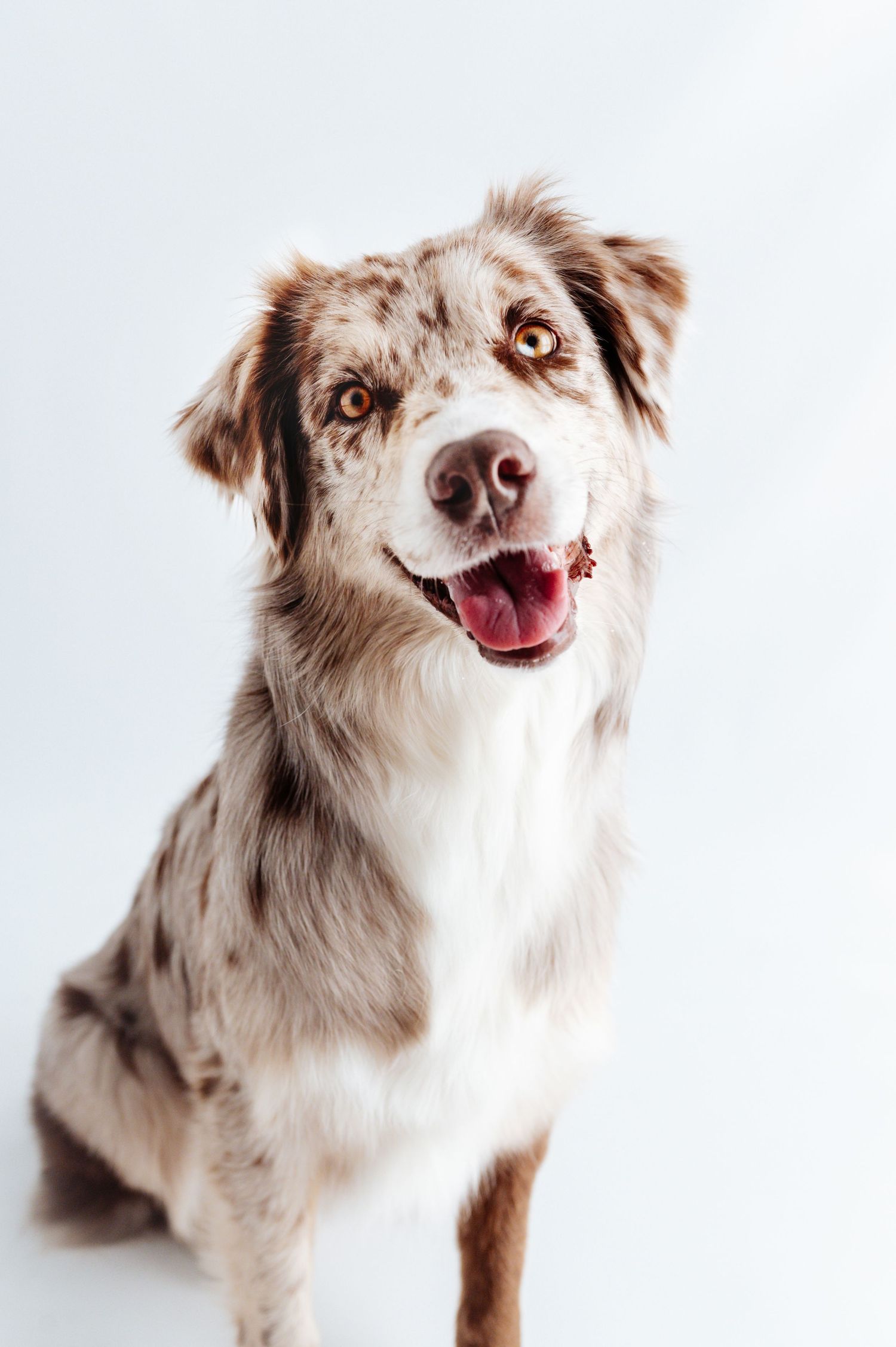 A happy Australian Shepherd dog with merle coat sits against white background, tongue out, amber eyes gleaming.