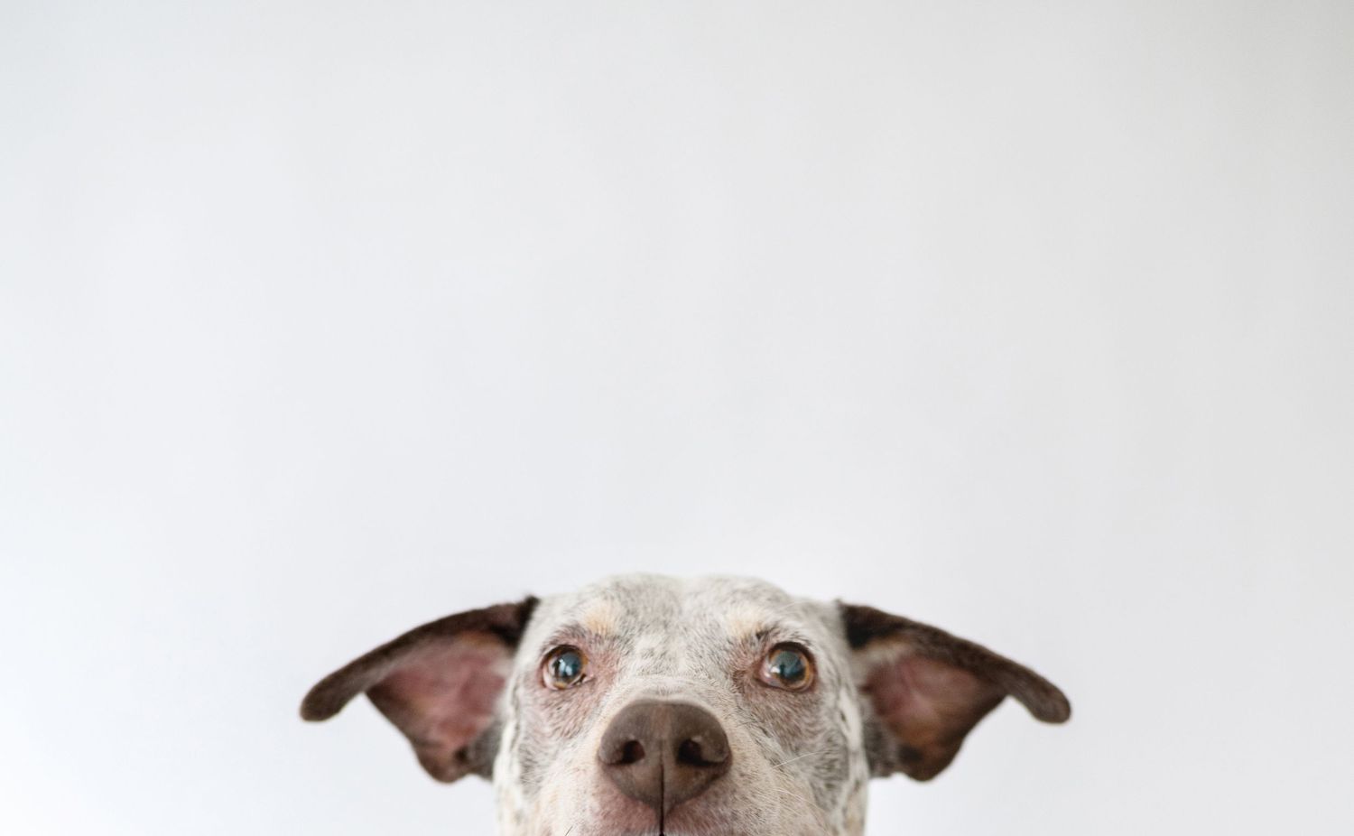 Adorable white spotted dog with floppy ears peeking up over a white background.