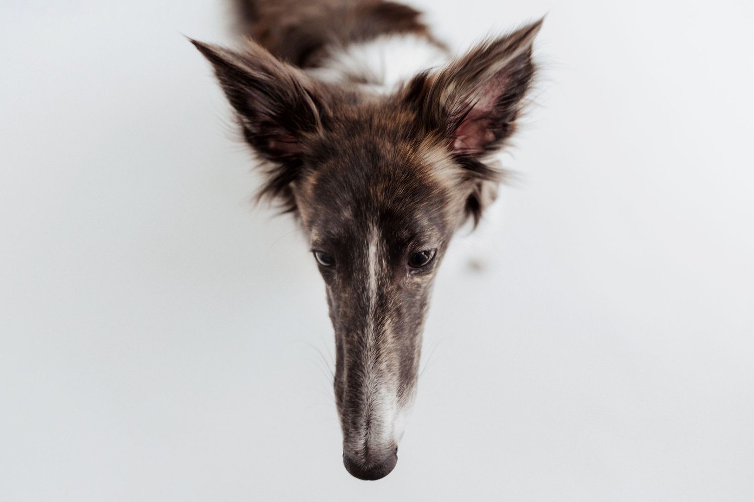 Close-up portrait of a Borzoi dog looking down against light gray background.