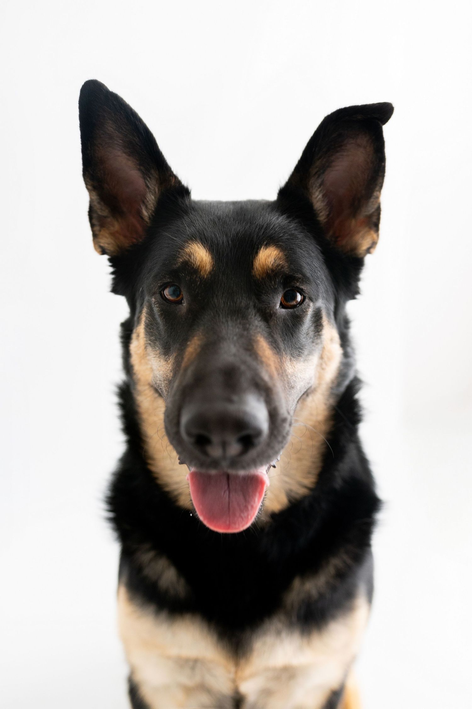 Close-up portrait of a happy German Shepherd dog with erect ears and tongue out on white background.