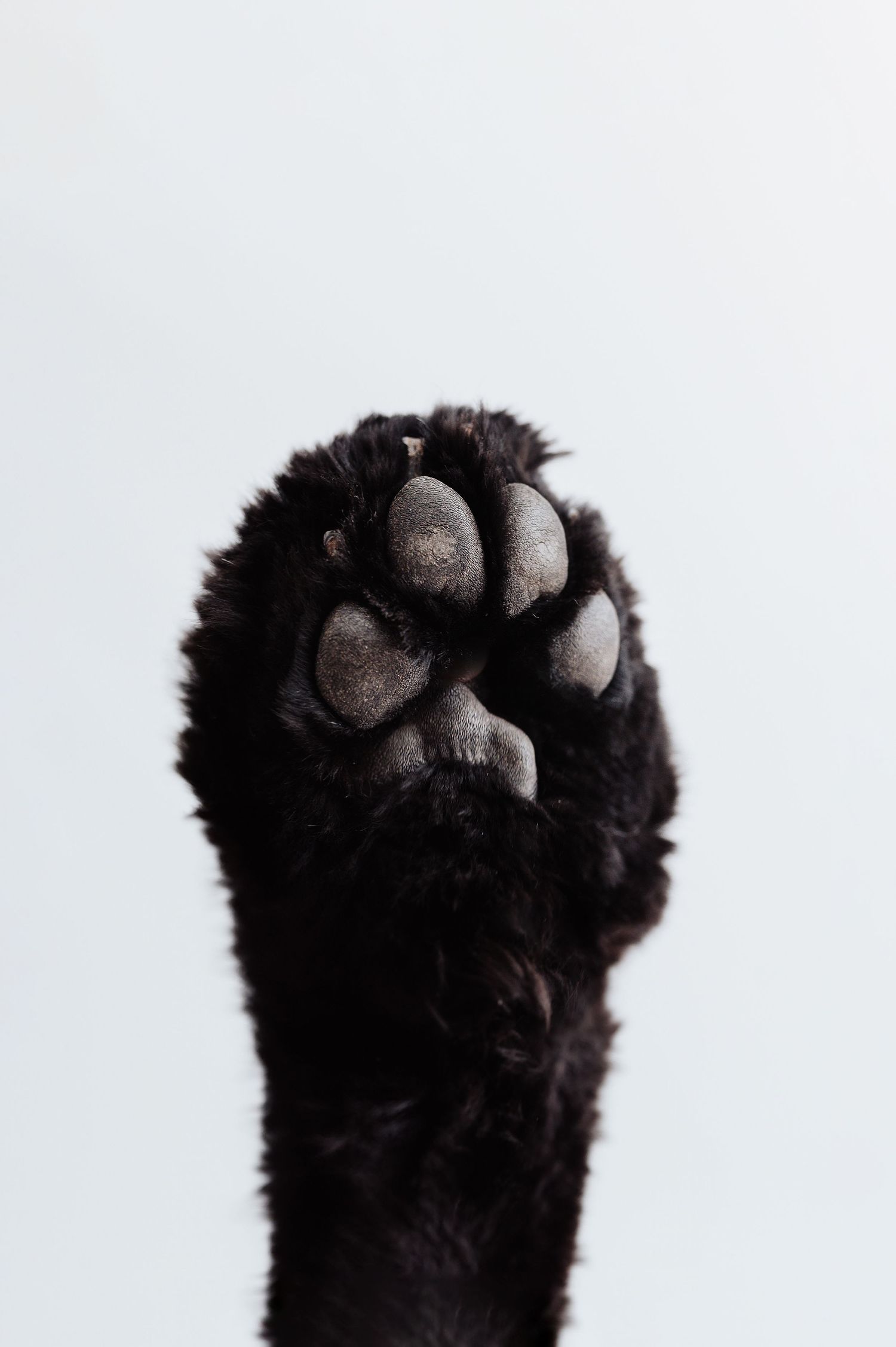 Close-up of a black fluffy cat paw with gray pads raised up against white background.