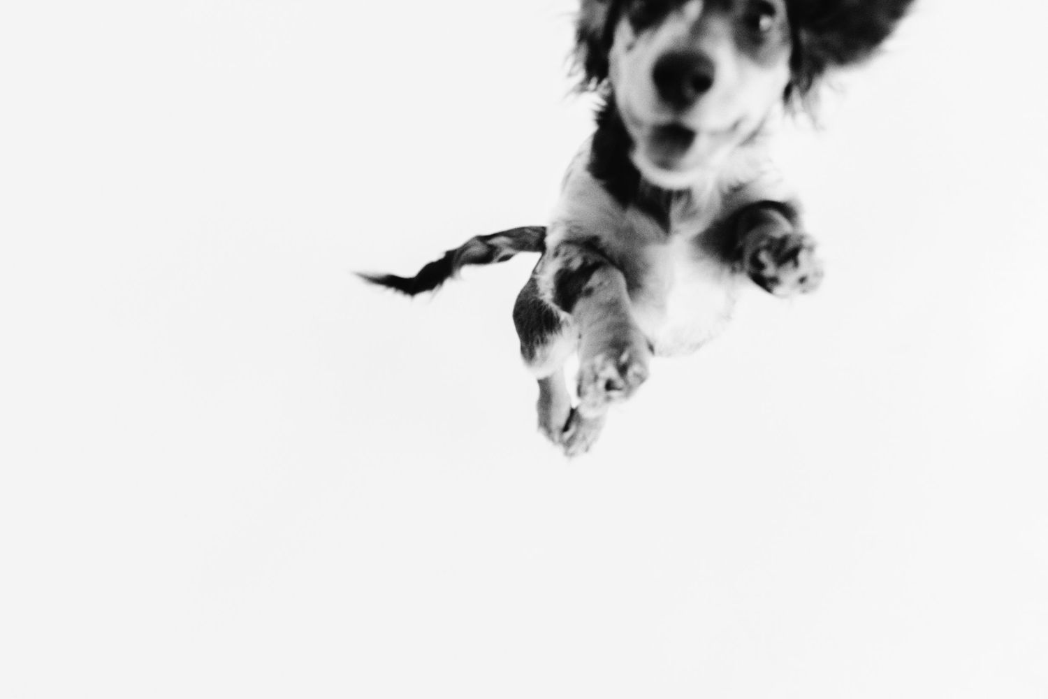 Black and white photo of a puppy jumping up, showing its paws from below.