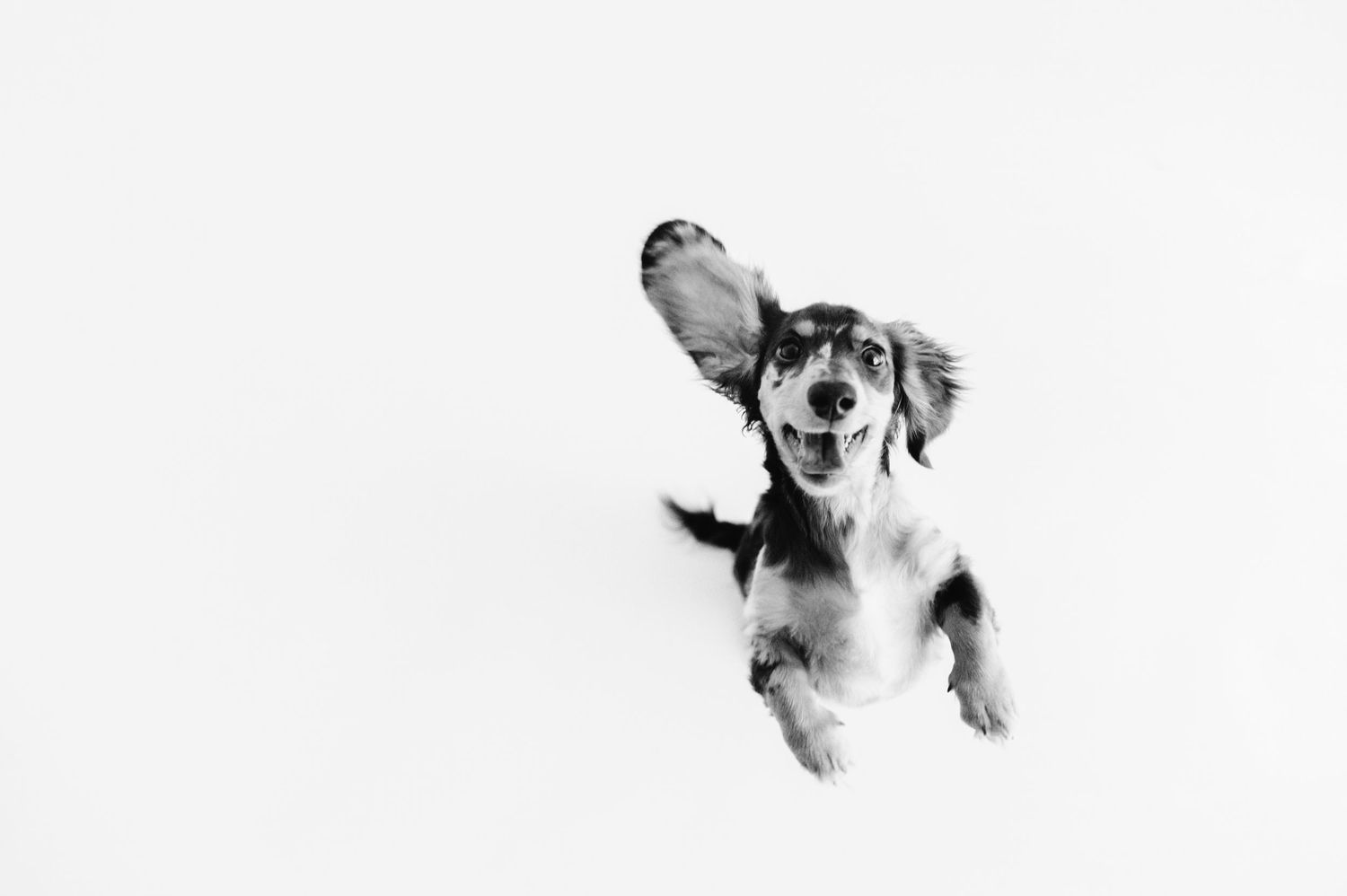 A playful long-haired Dachshund leaps mid-air with ears flying in a black and white studio photo.