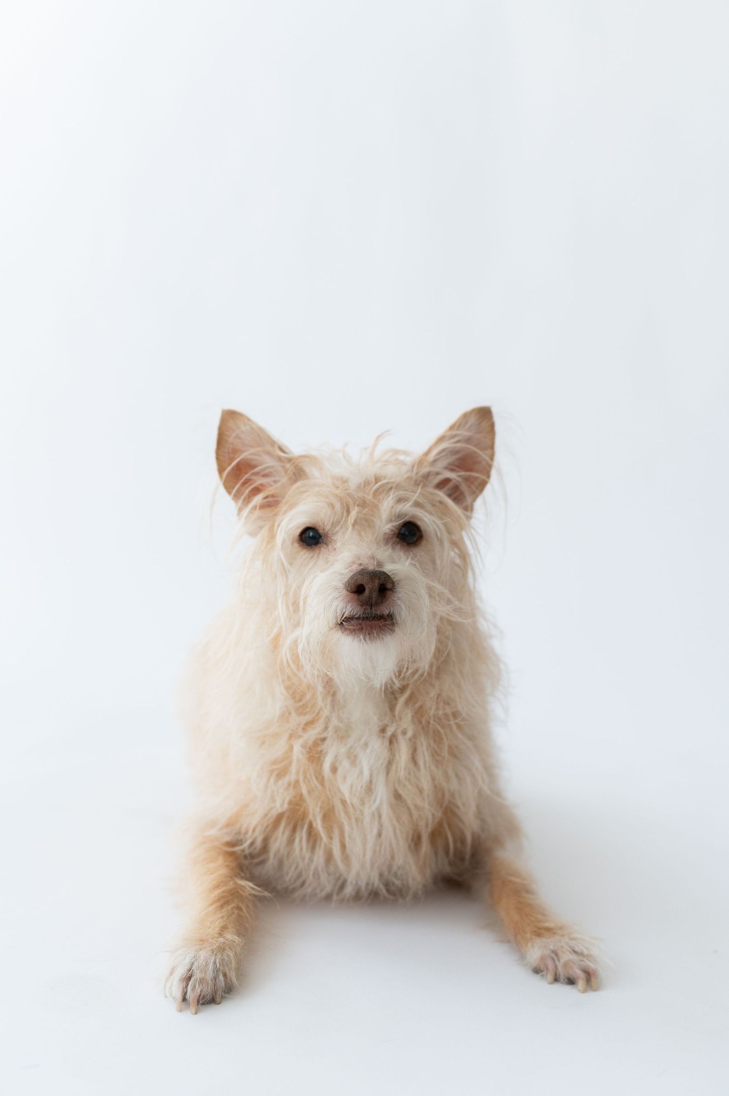 Scruffy small cream terrier mix dog lying down against a white background.