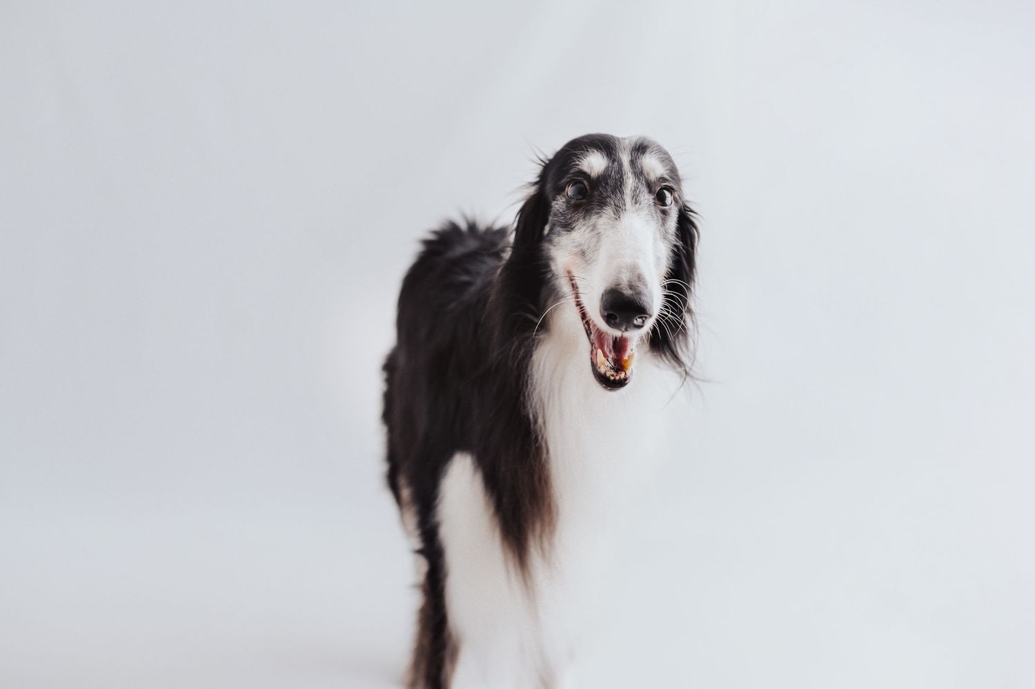 A black and white Borzoi dog with long silky fur stands against a white background with mouth open.