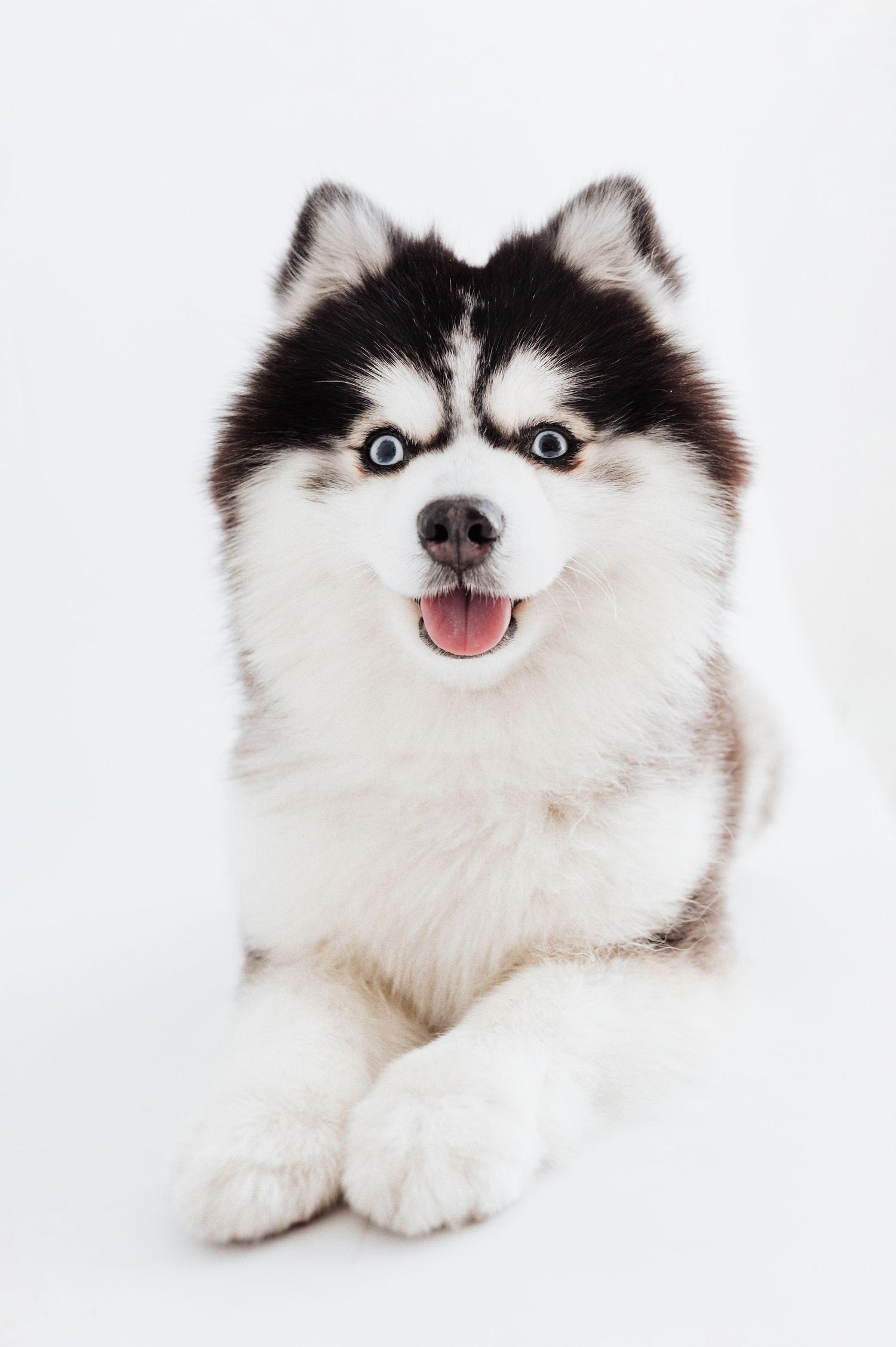 Adorable black and white Siberian Husky puppy lying down with mouth open on white background.