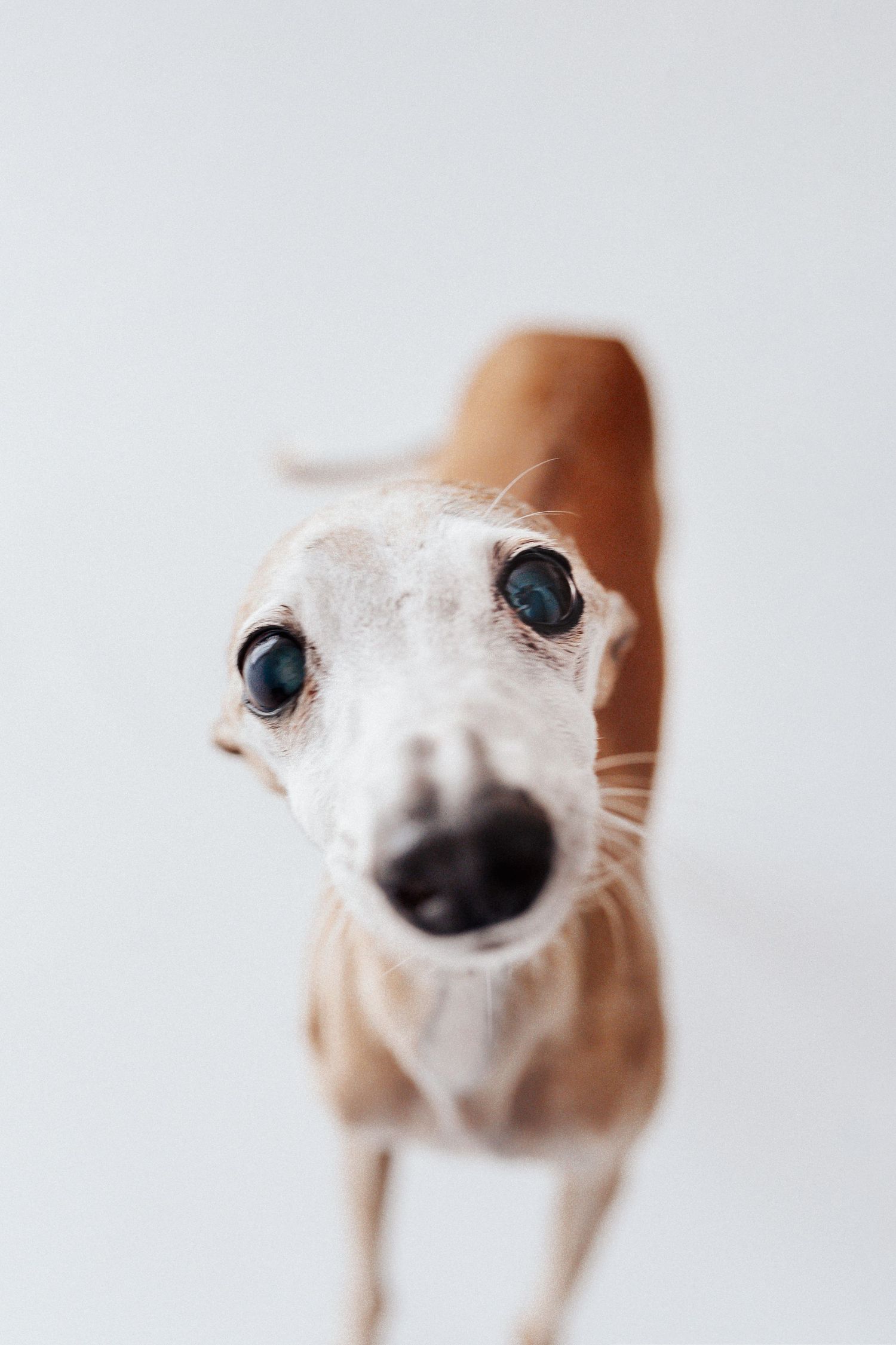 A curious Italian Greyhound with big blue eyes stretches its long nose toward the camera.