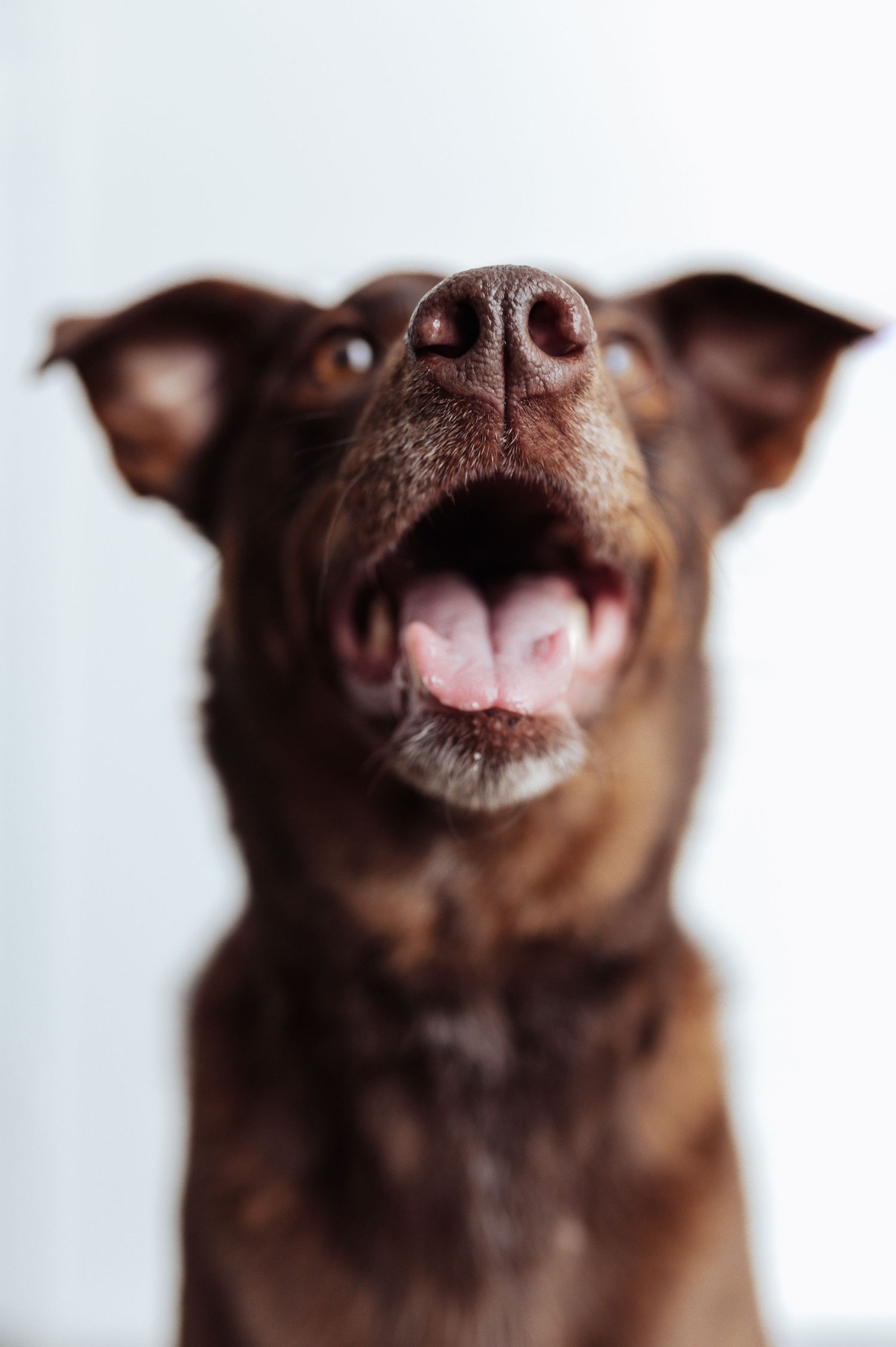 Close-up of happy brown dog with open mouth looking up against light background.