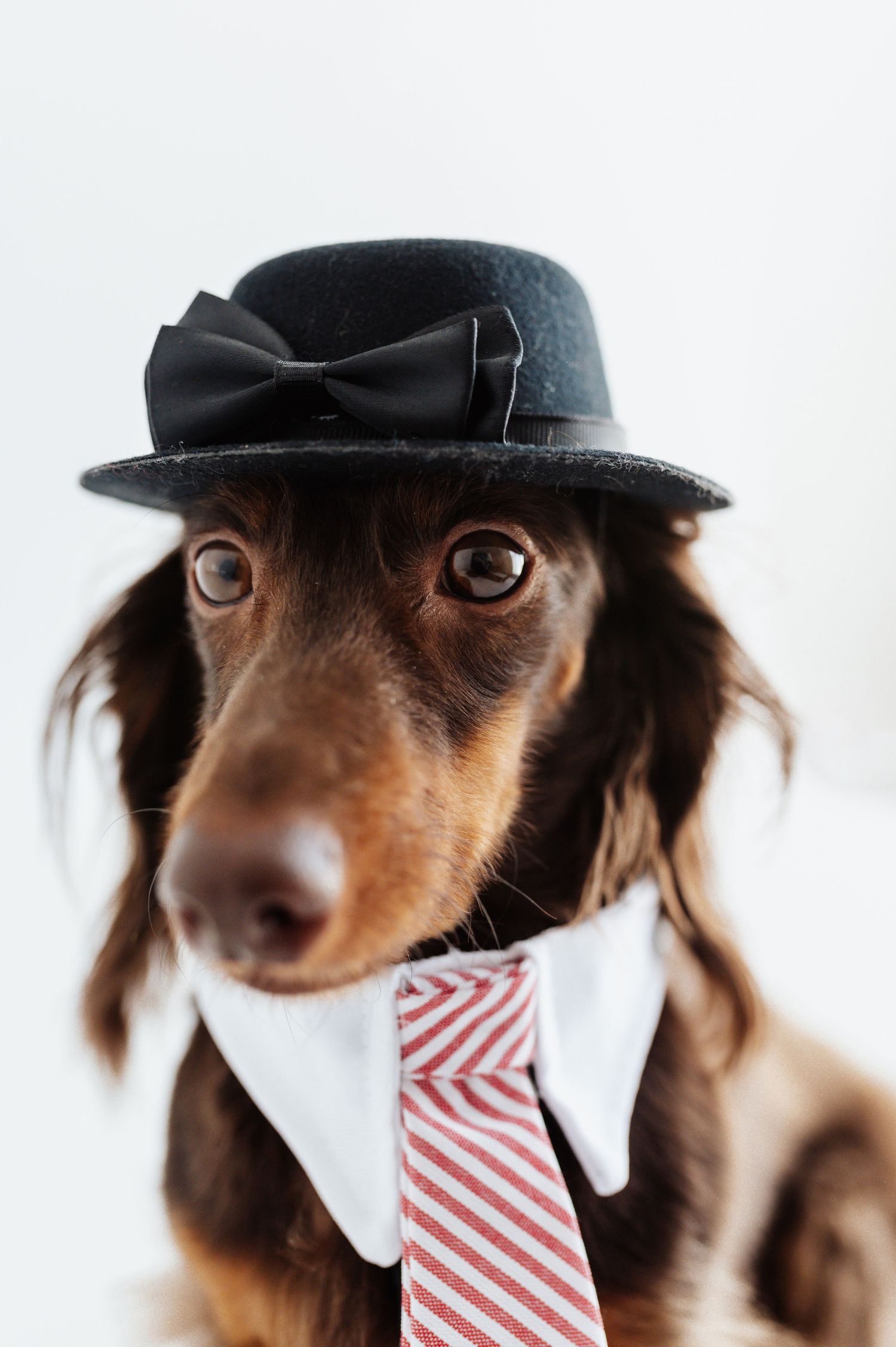 Dachshund dog wearing a black bowler hat with bow and red striped tie, posing formally against white background.