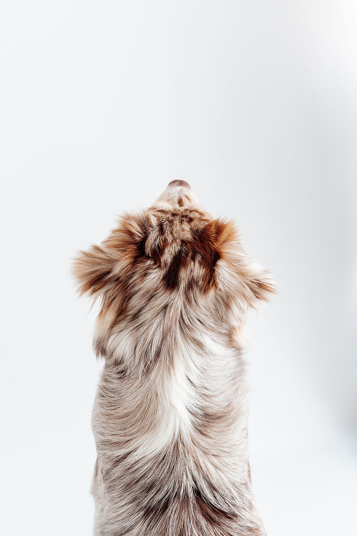 Rear view of a fluffy brown and white dog looking upward against a soft white background.
