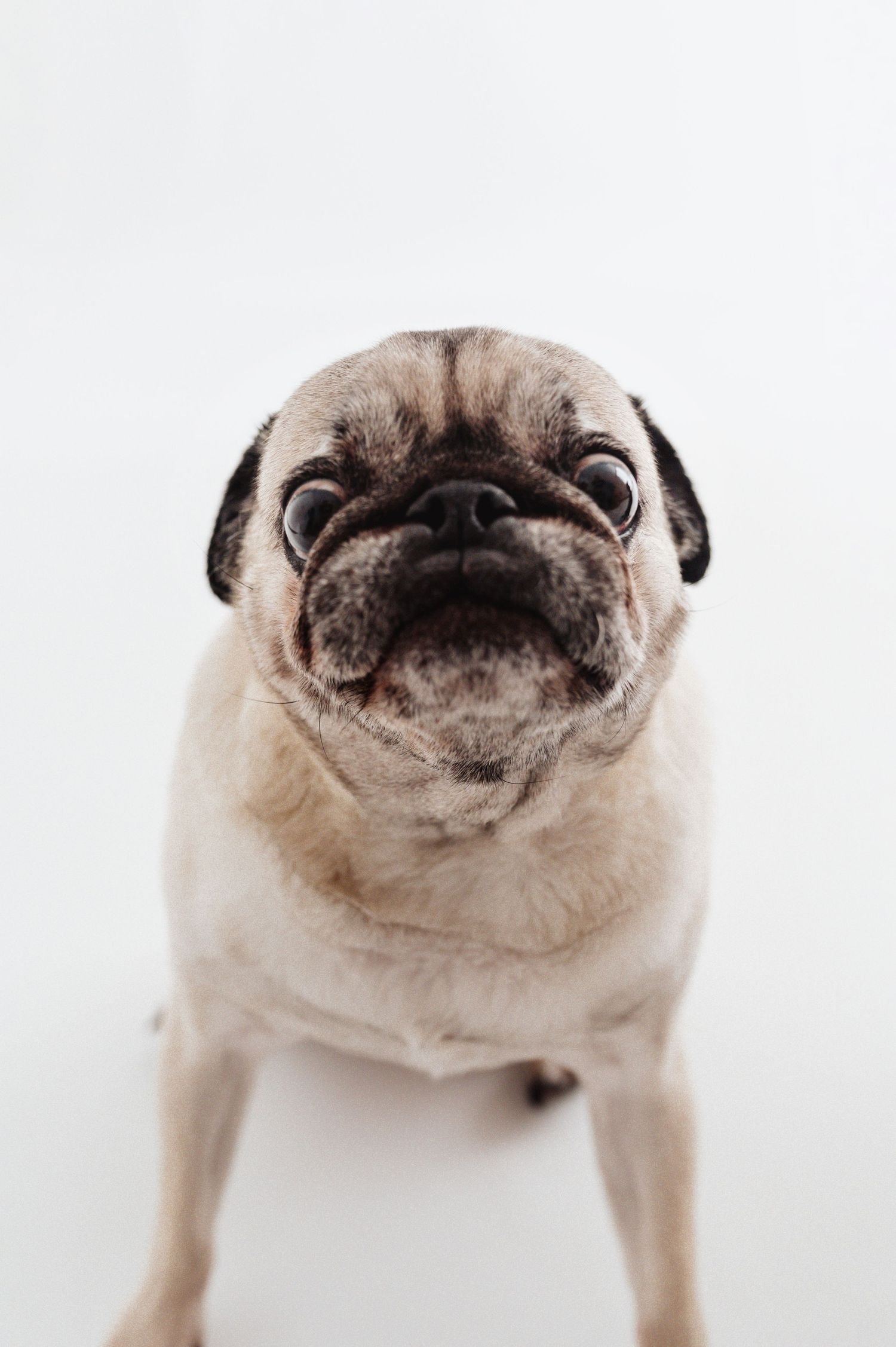 A close-up portrait of an adorable fawn pug dog looking up at the camera against a white background.