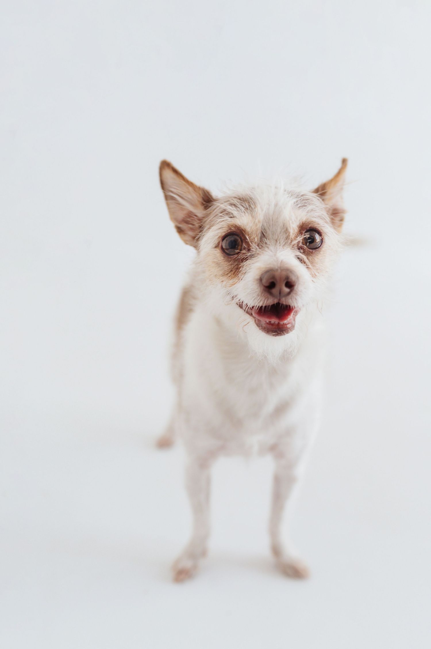 A small white scruffy Chihuahua mix stands alert with mouth open on a white background.