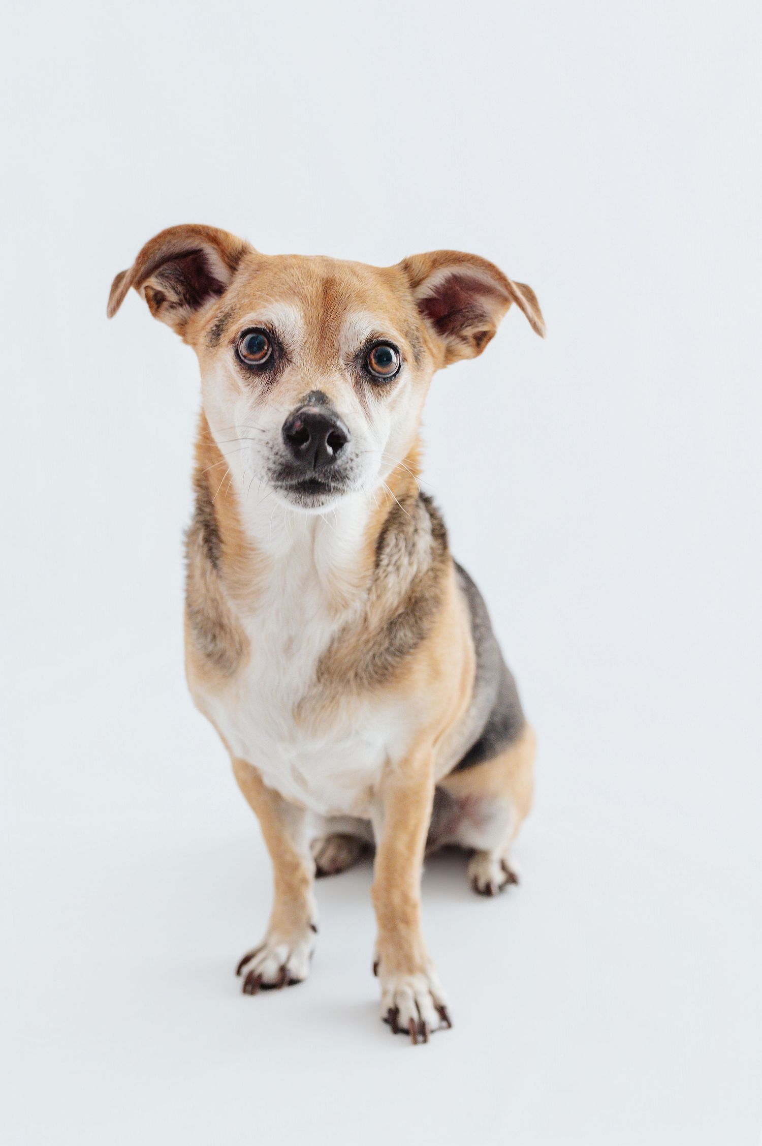 A small tan and white mixed breed dog sitting attentively against a white background.